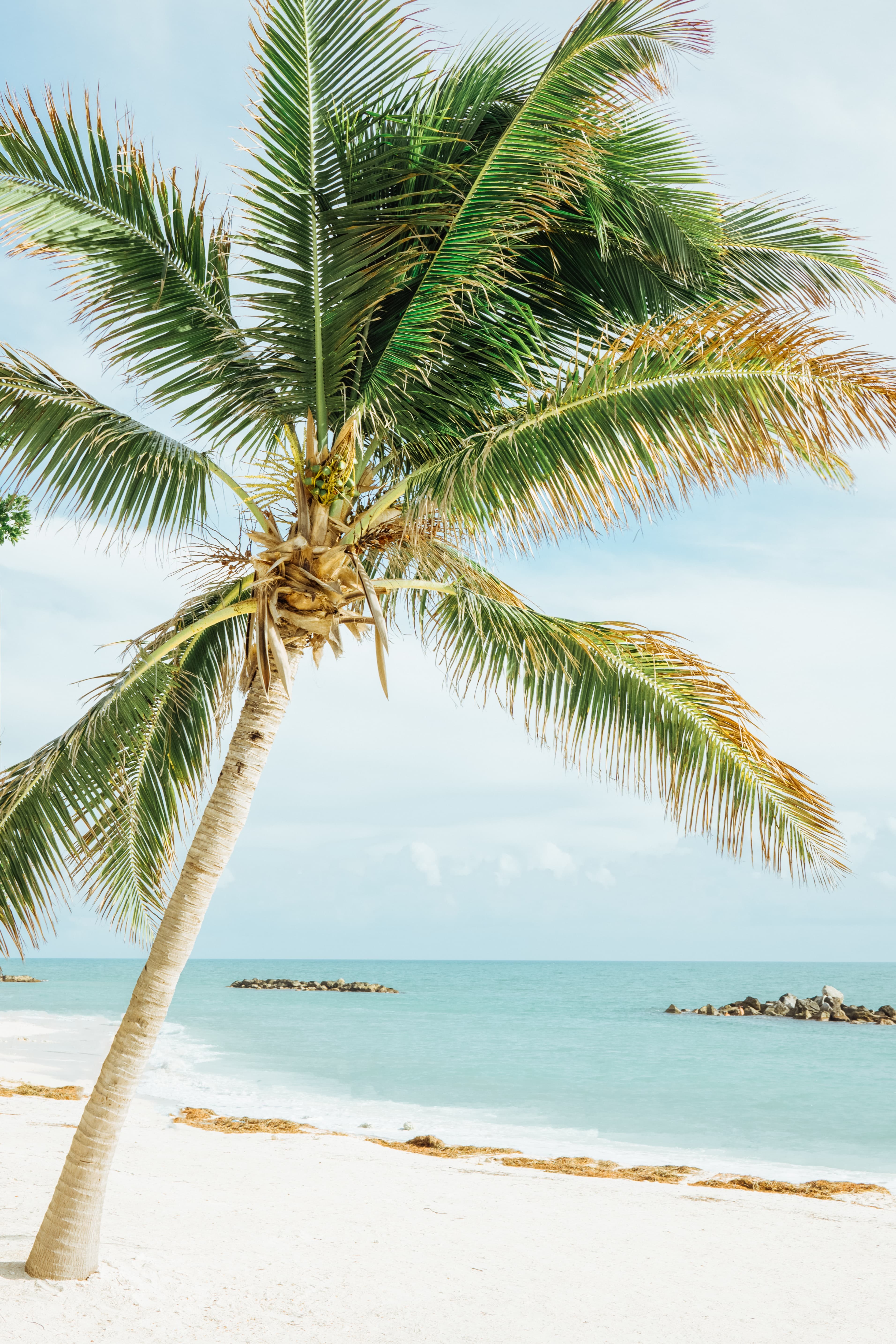 Palm tree on the beach next to ocean during daytime