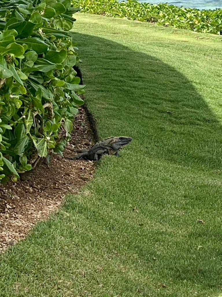 An iguana coming out of a hedge on a green lawn