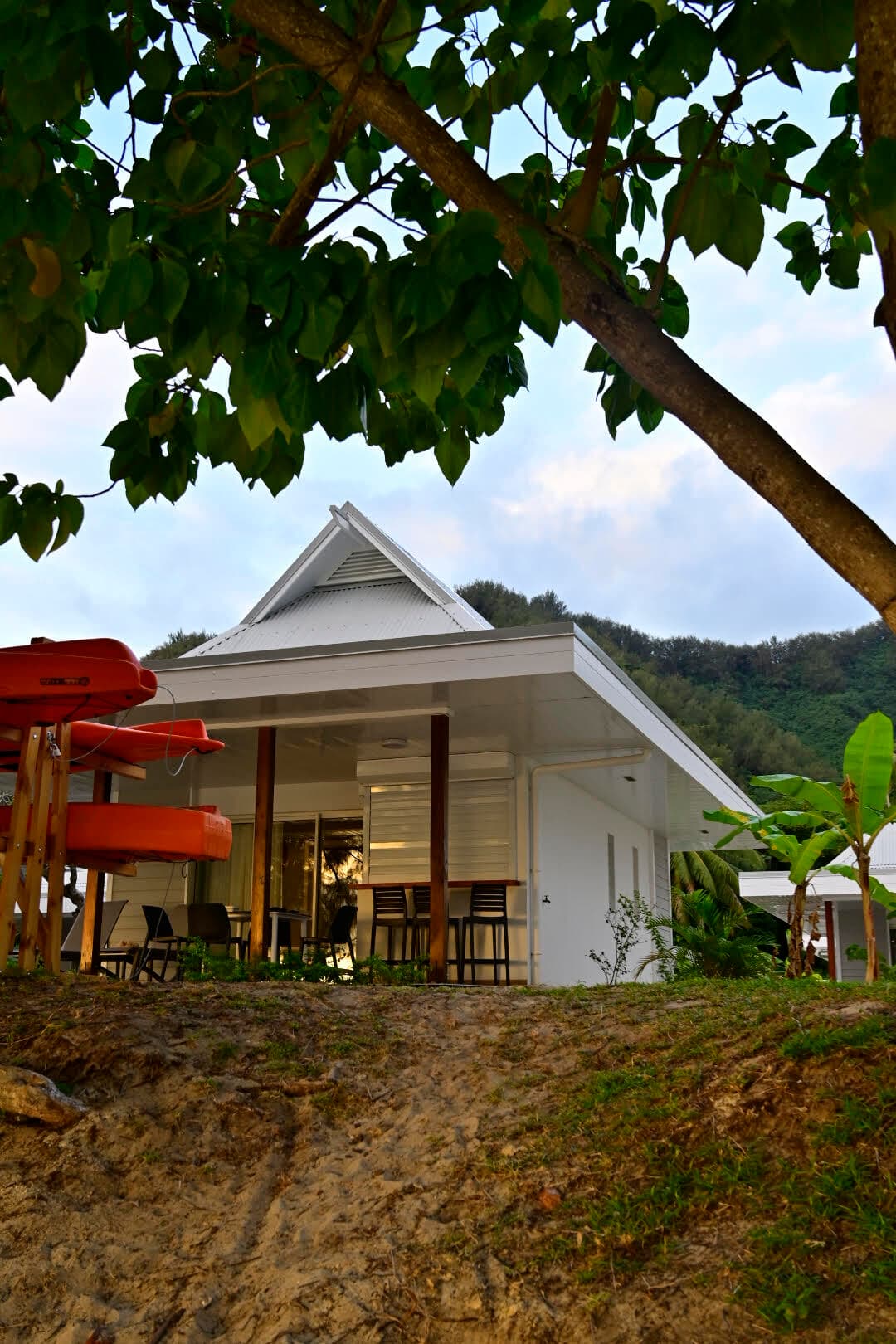 A small house beneath a large tree with big leaves.