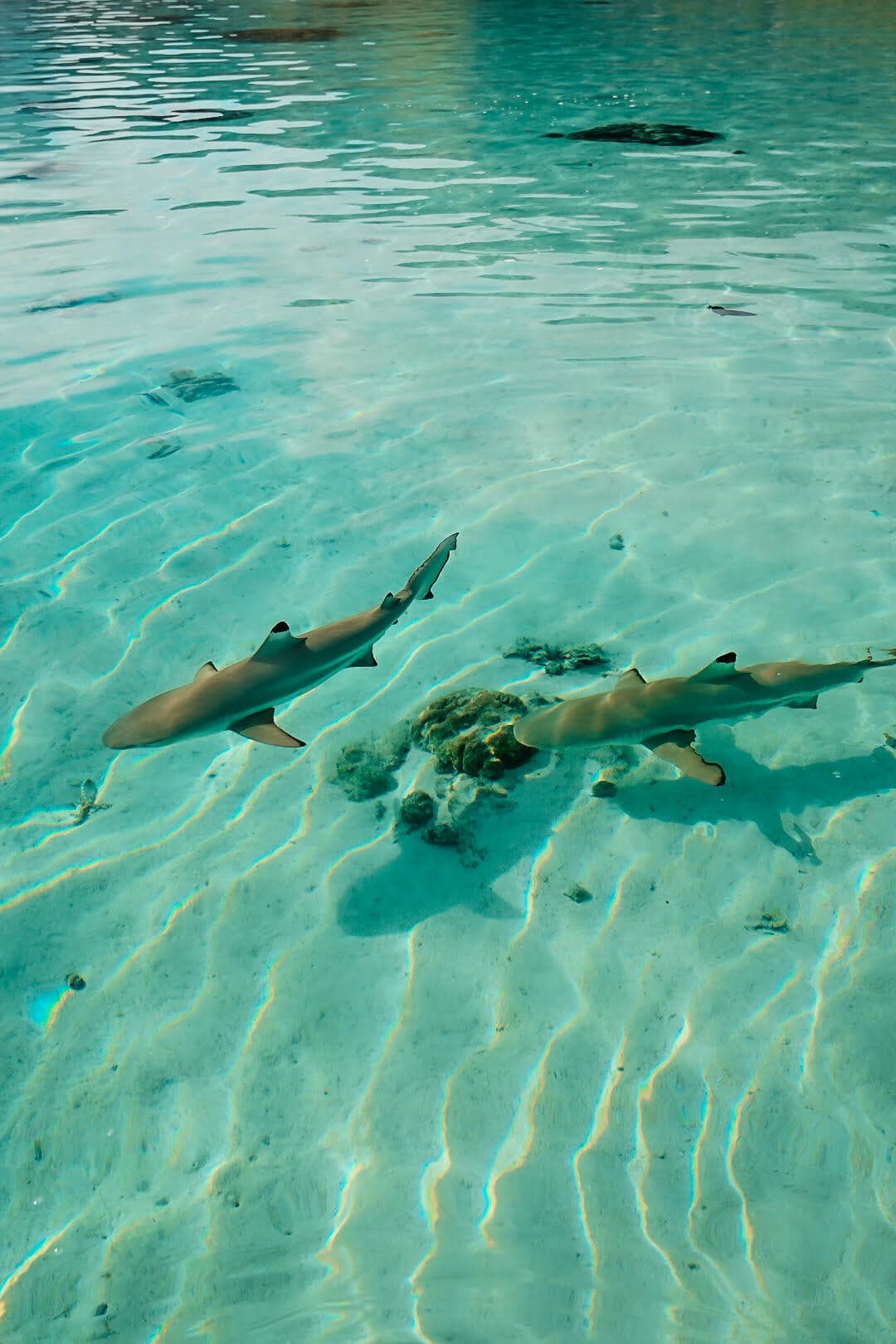 Sharks swimming in shallow water.