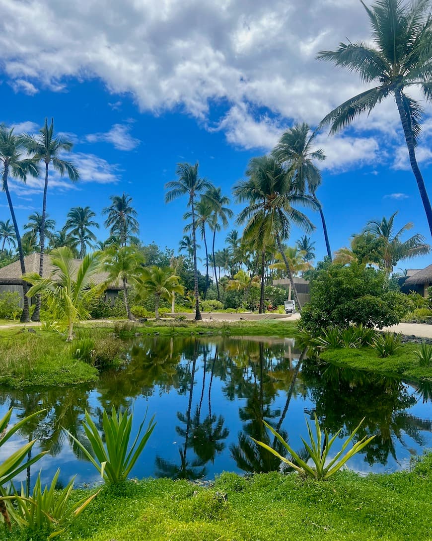 Palm trees and green plants surrounding a small pond during the daytime