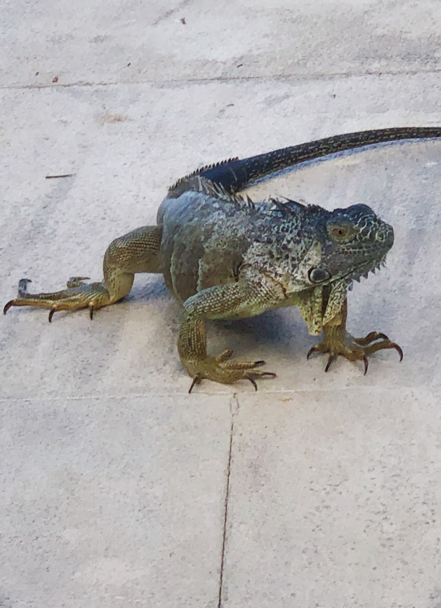 Green iguana on tile.