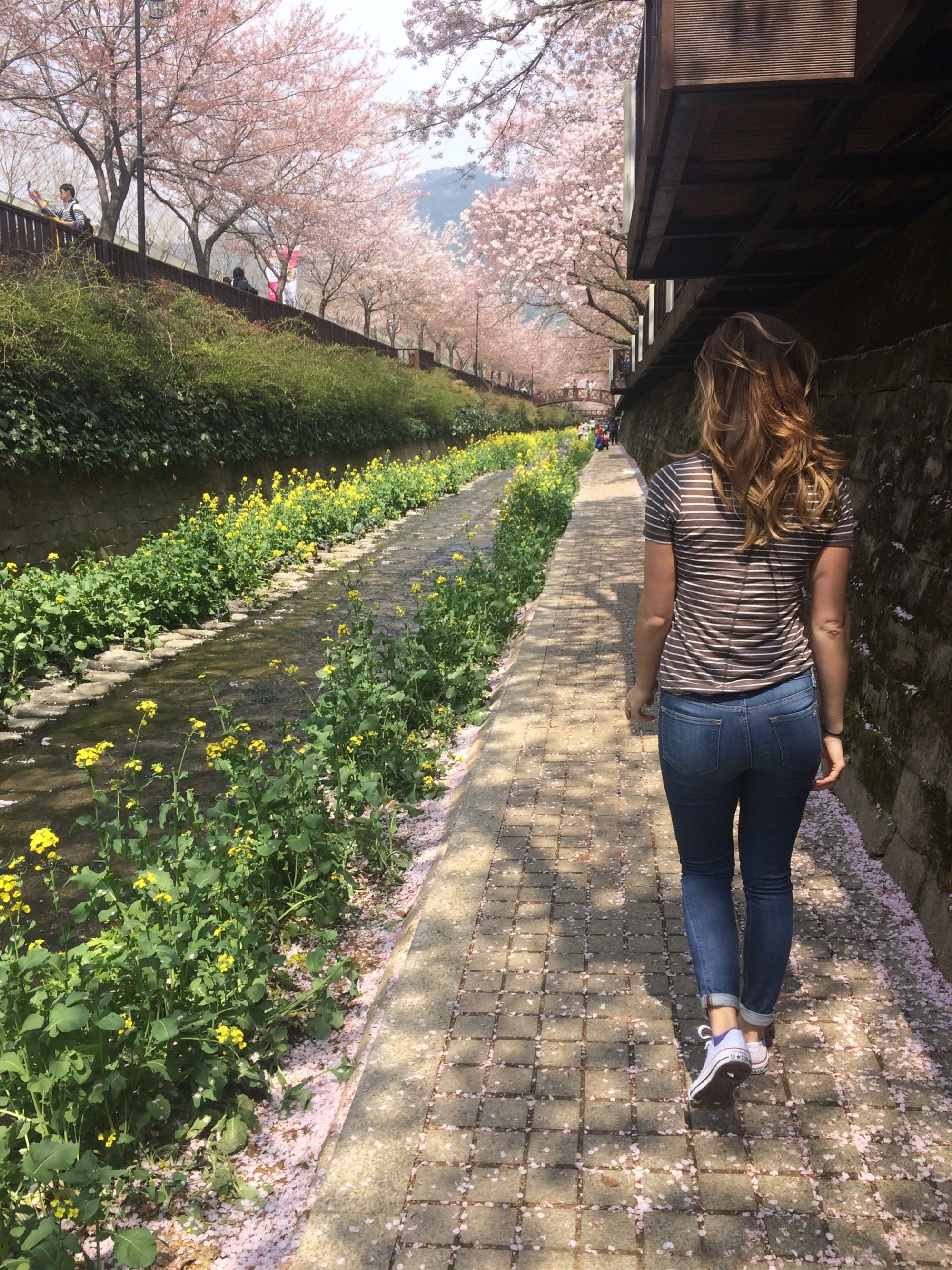 a woman walks along a serene path lined with pink cherry trees