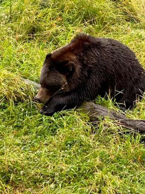 A bear at the conservation center in grass - Mindy Levin