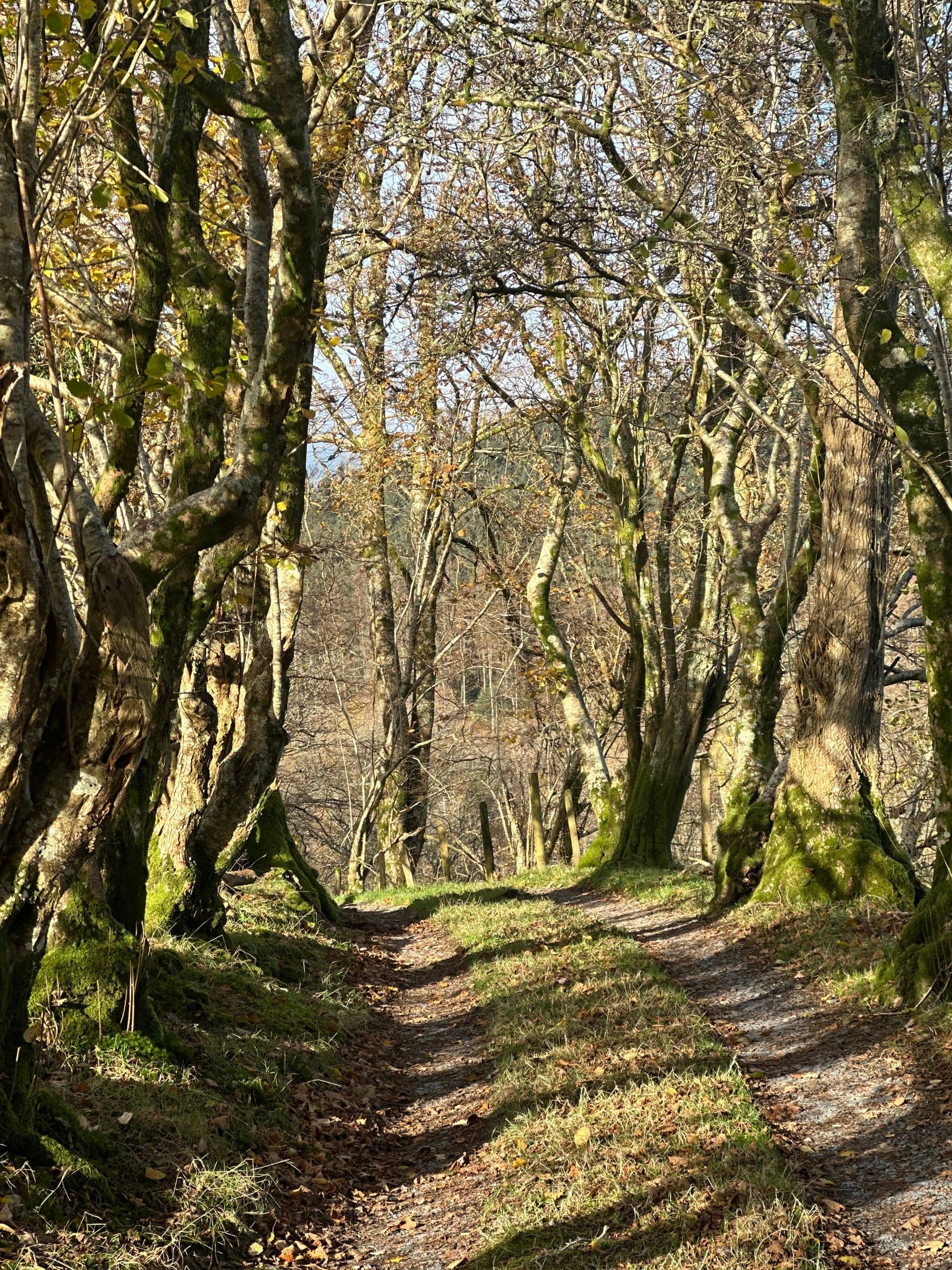 Path through the forest with sunlight.