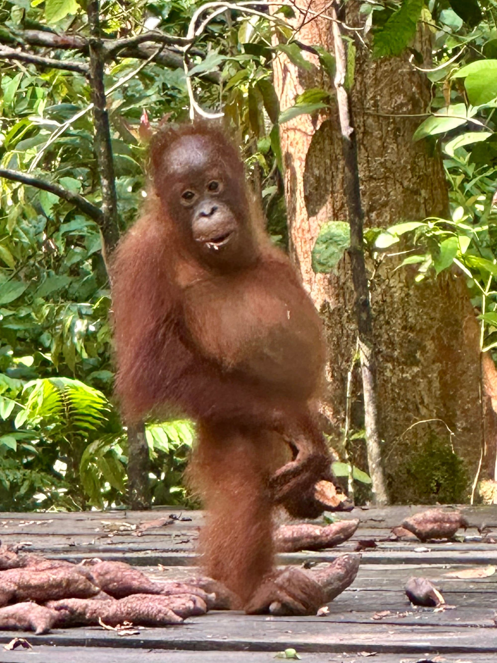 Baby orangutan on a platform with some sweet potatoes.