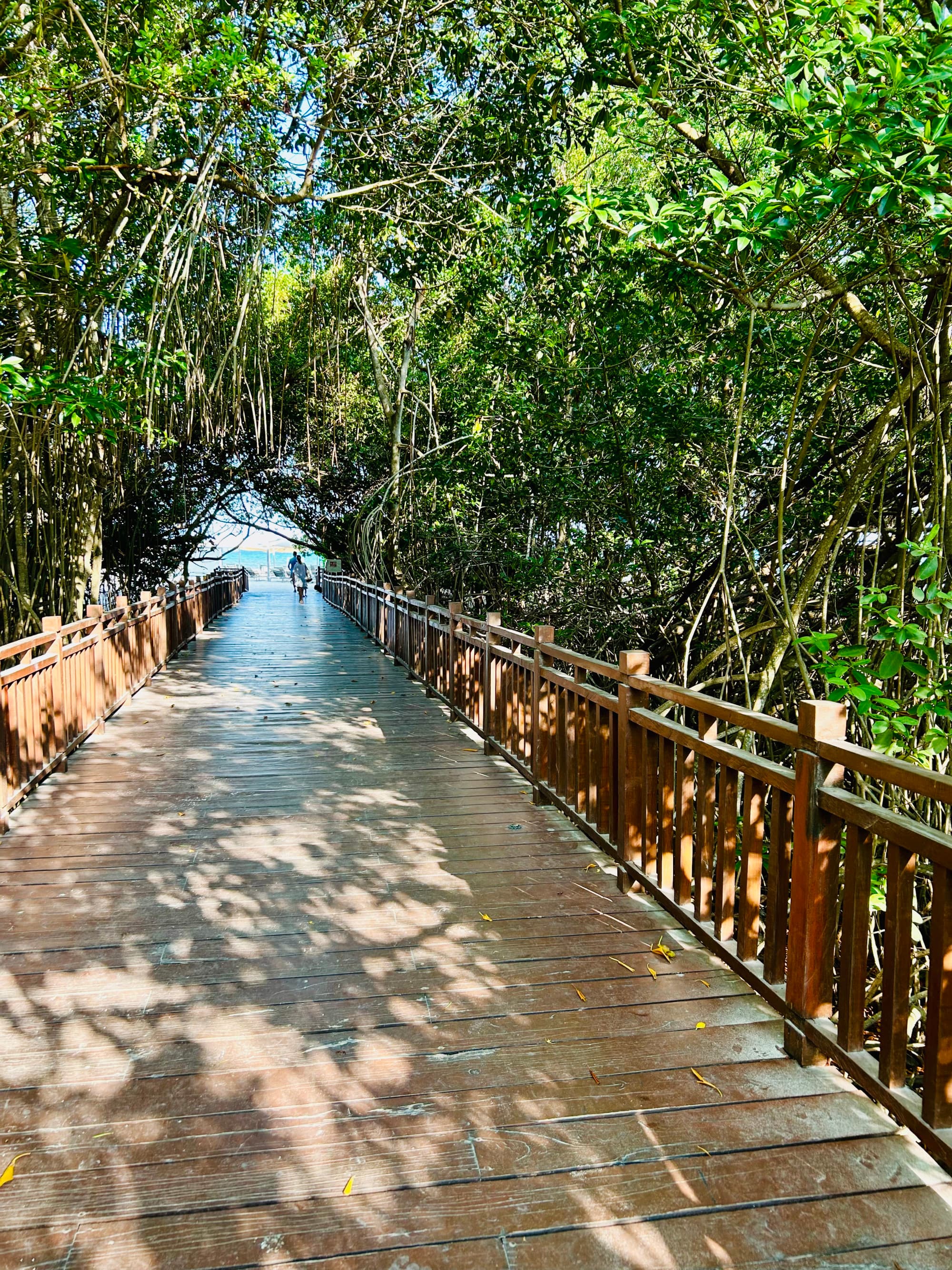 A wooden boardwalk through trees leading to a beach