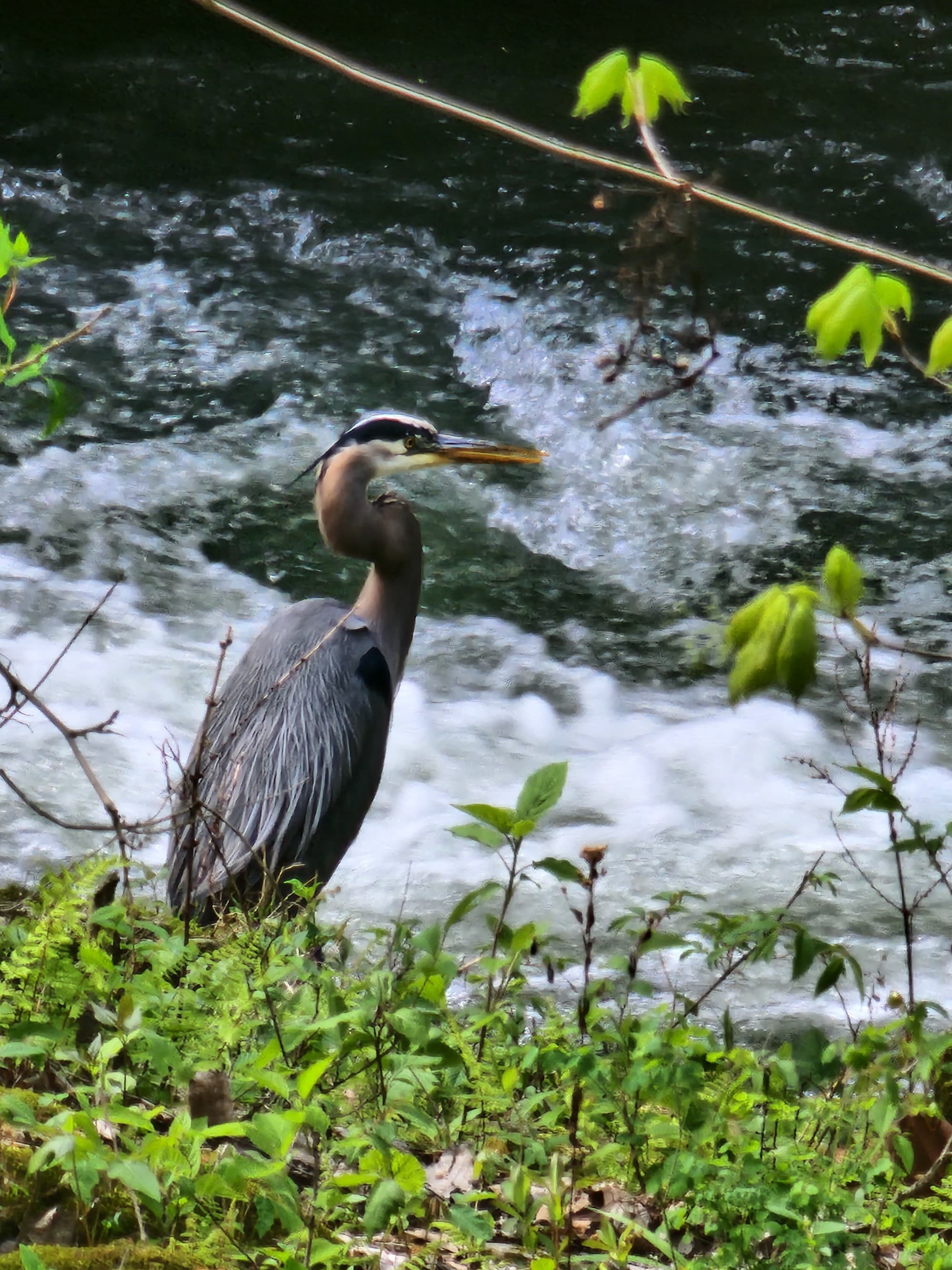 A stream of water with a bird next to it