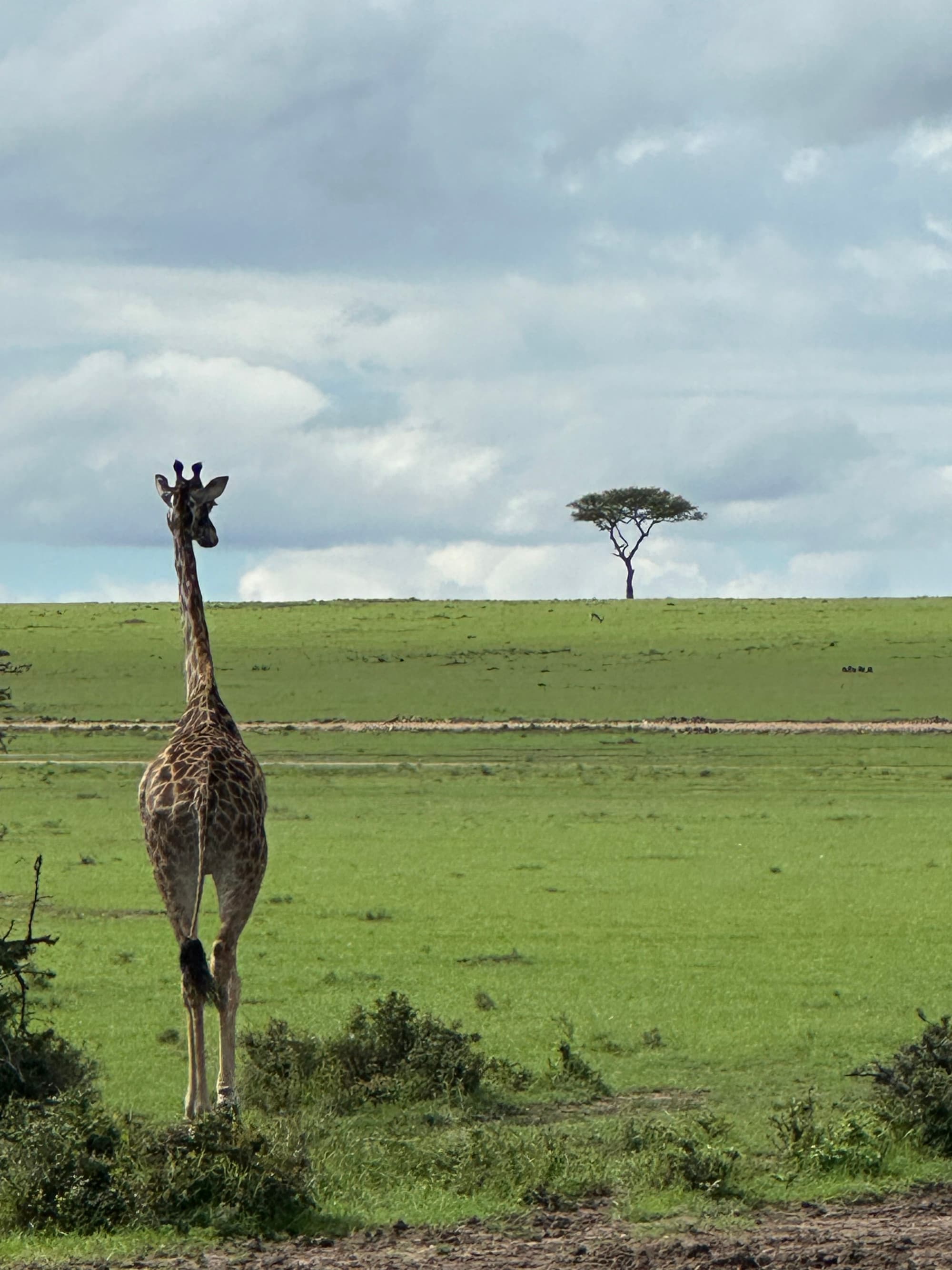 A lone giraffe standing mightily in a green field, with an African tree in the background.