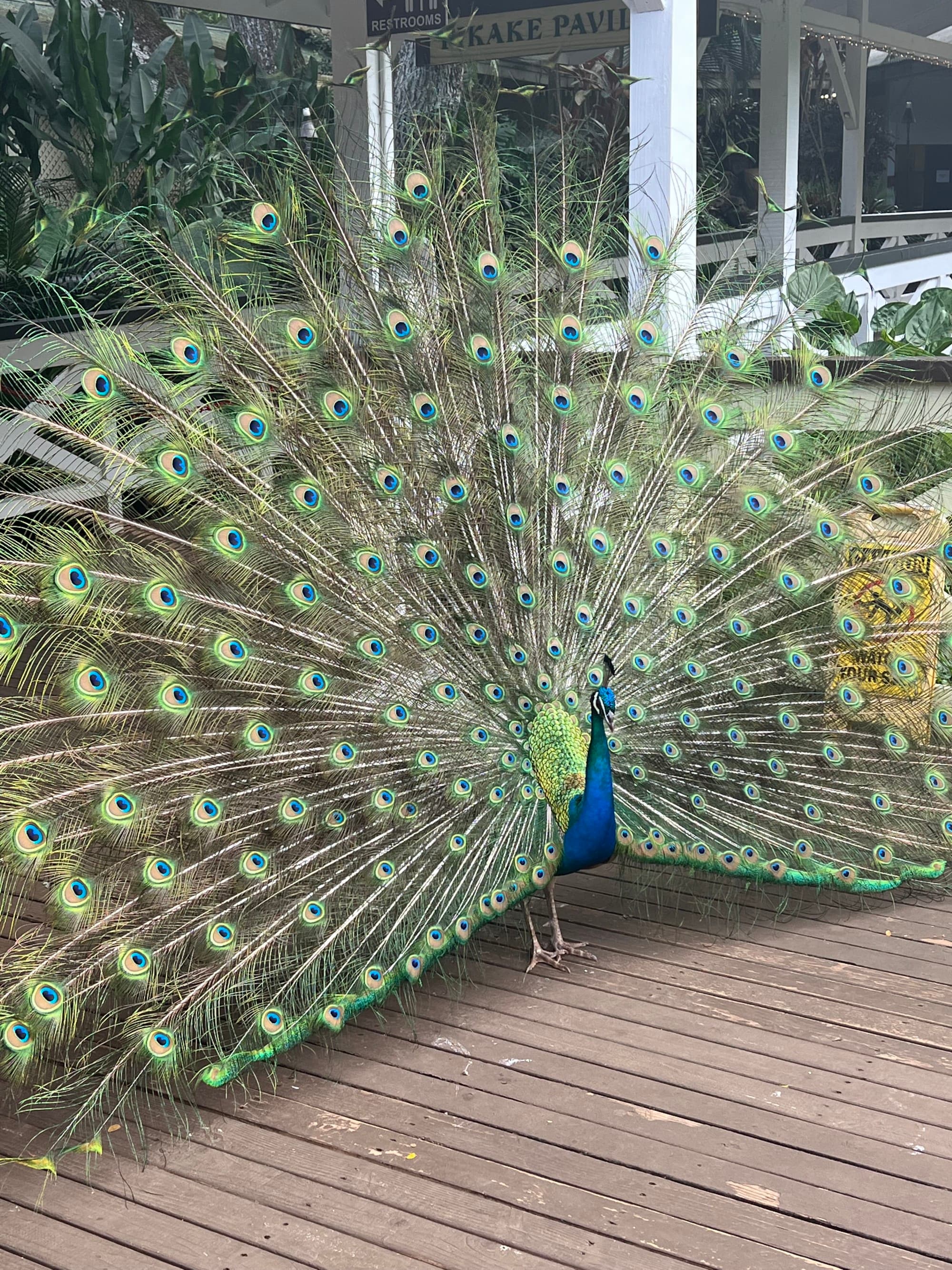A glorious, male peacock displaying his opened feathers.