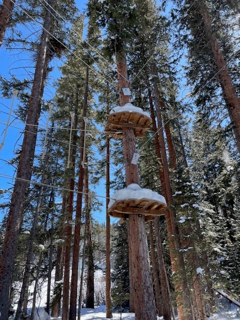 Trees with a snowy platform on them in Aspen Colorado for New Year's.