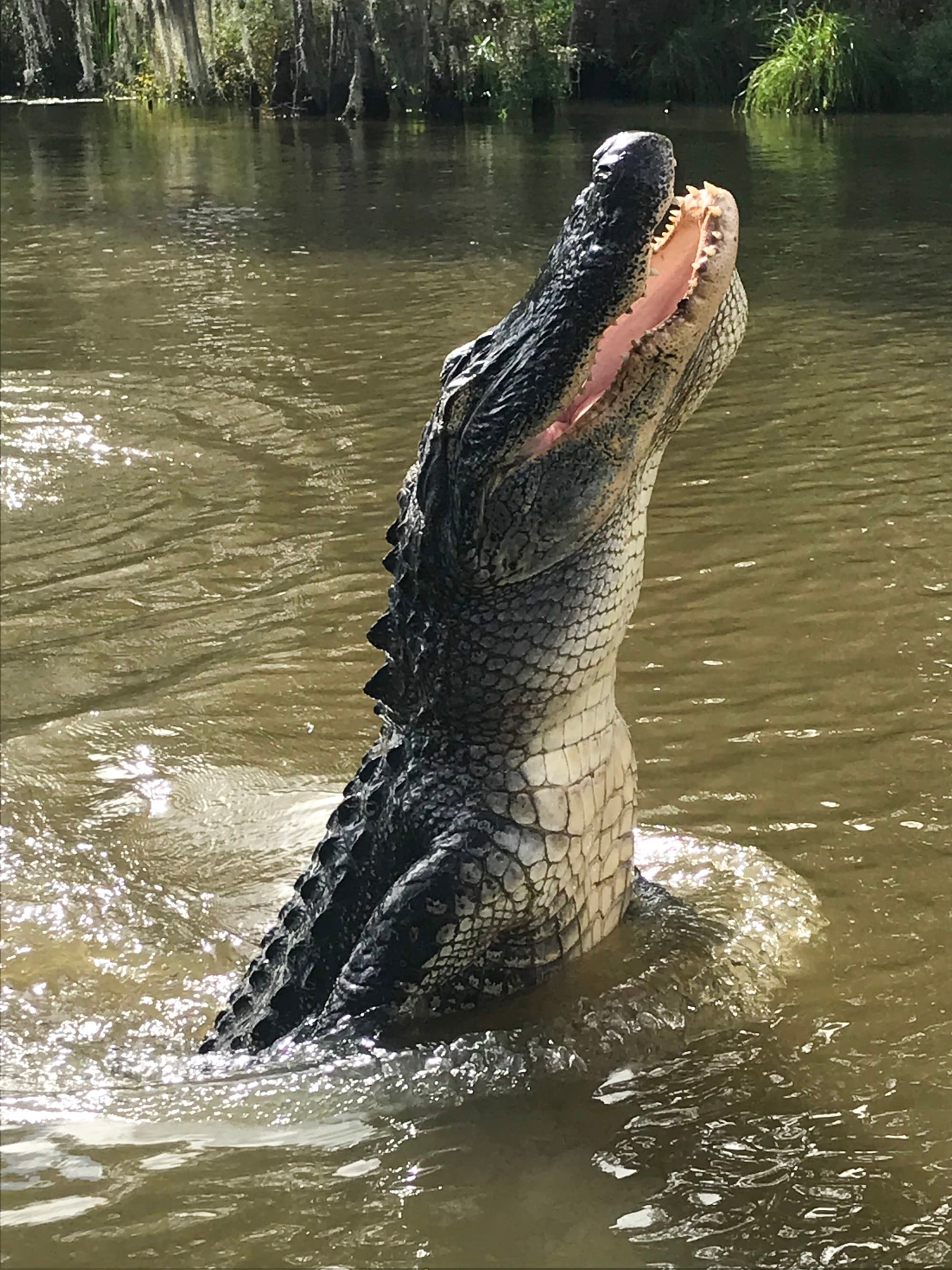 An alligator emerging from the water in a swamp in New Orleans