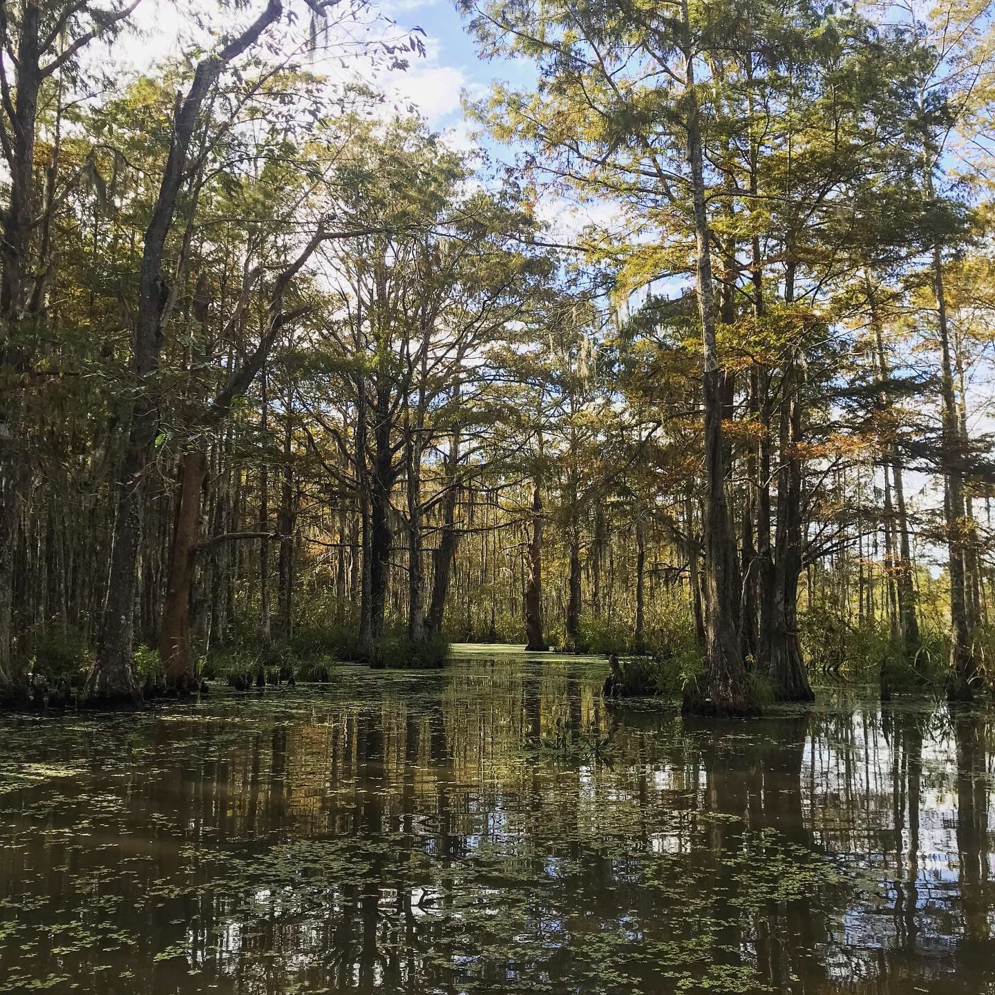 A view of a swamp during a swamp tour in New Orleans while staying at the Old No. 77 Hotel.