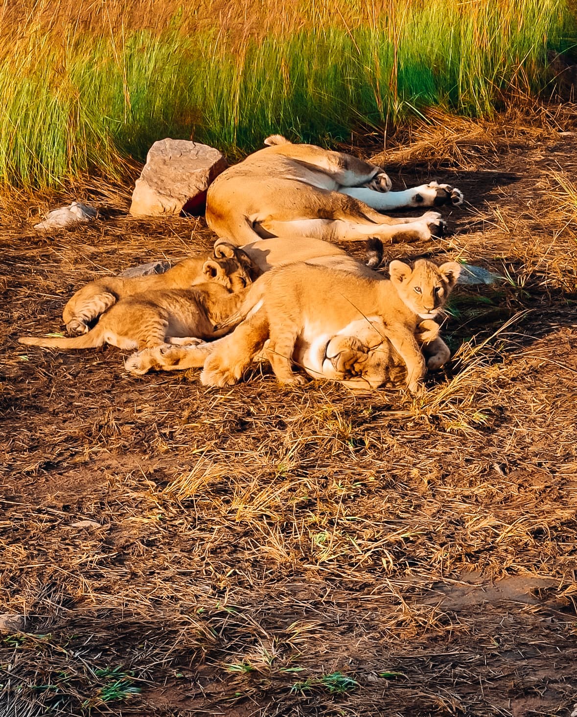 A group of lion cubs laying in the dirt in front of wild grass.