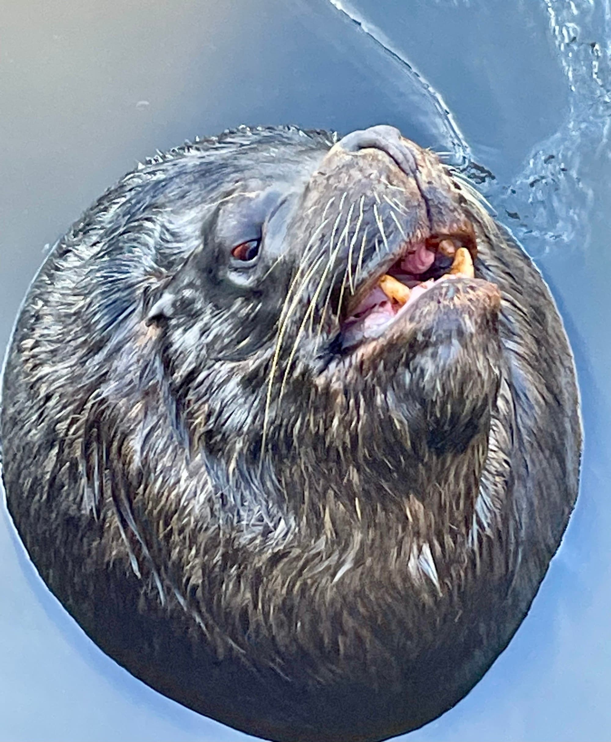 A sea lion poking it's furry head and sharp teeth up and out of the water.