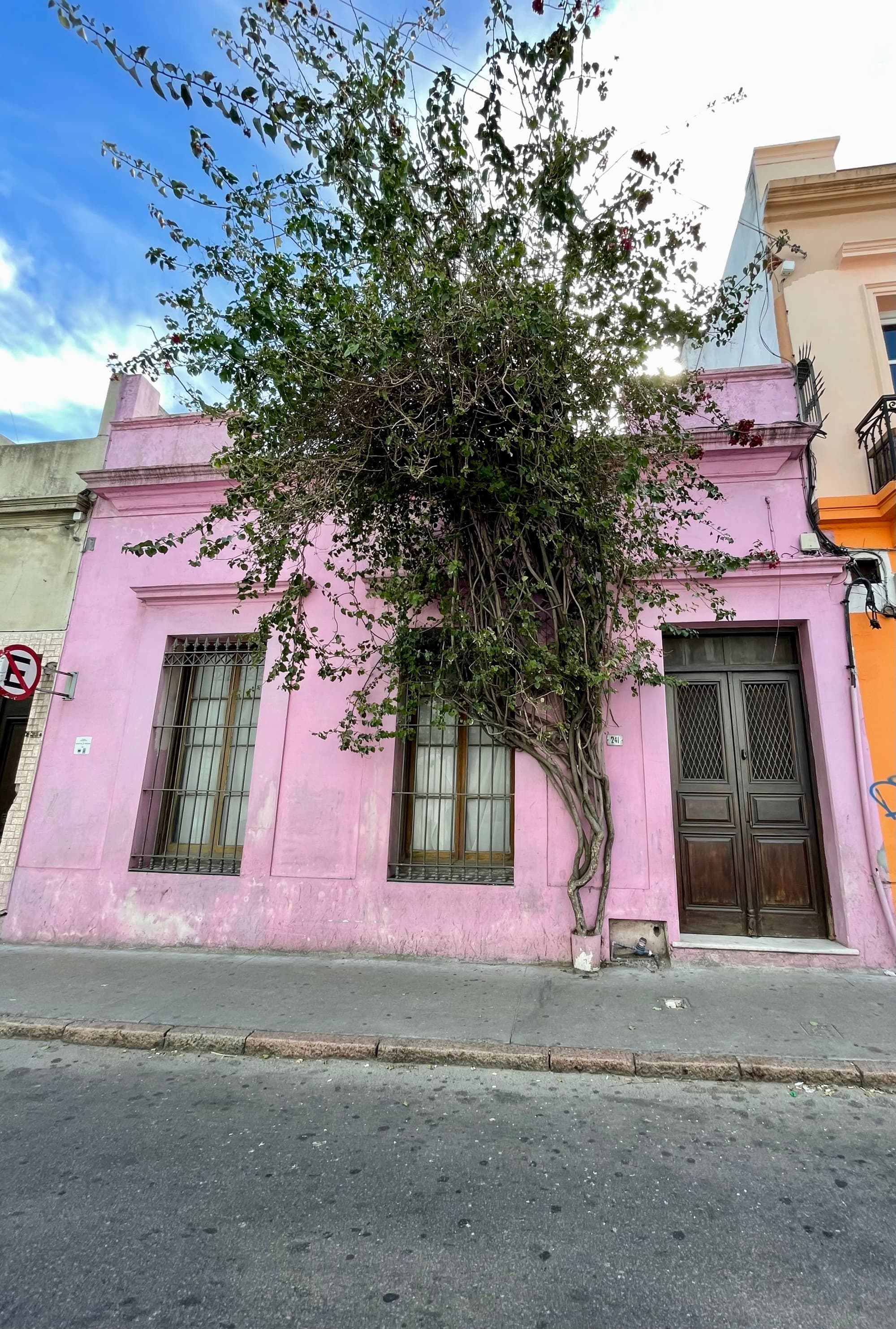 A beautiful pink building with a wooden door and two long windows with an abundant tree in front of it.