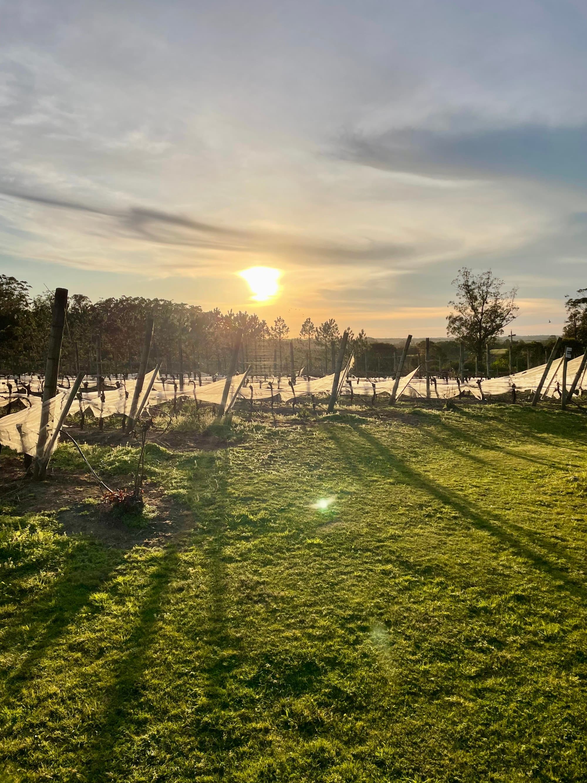 A beautiful vineyard with the sun setting above it in the evening.