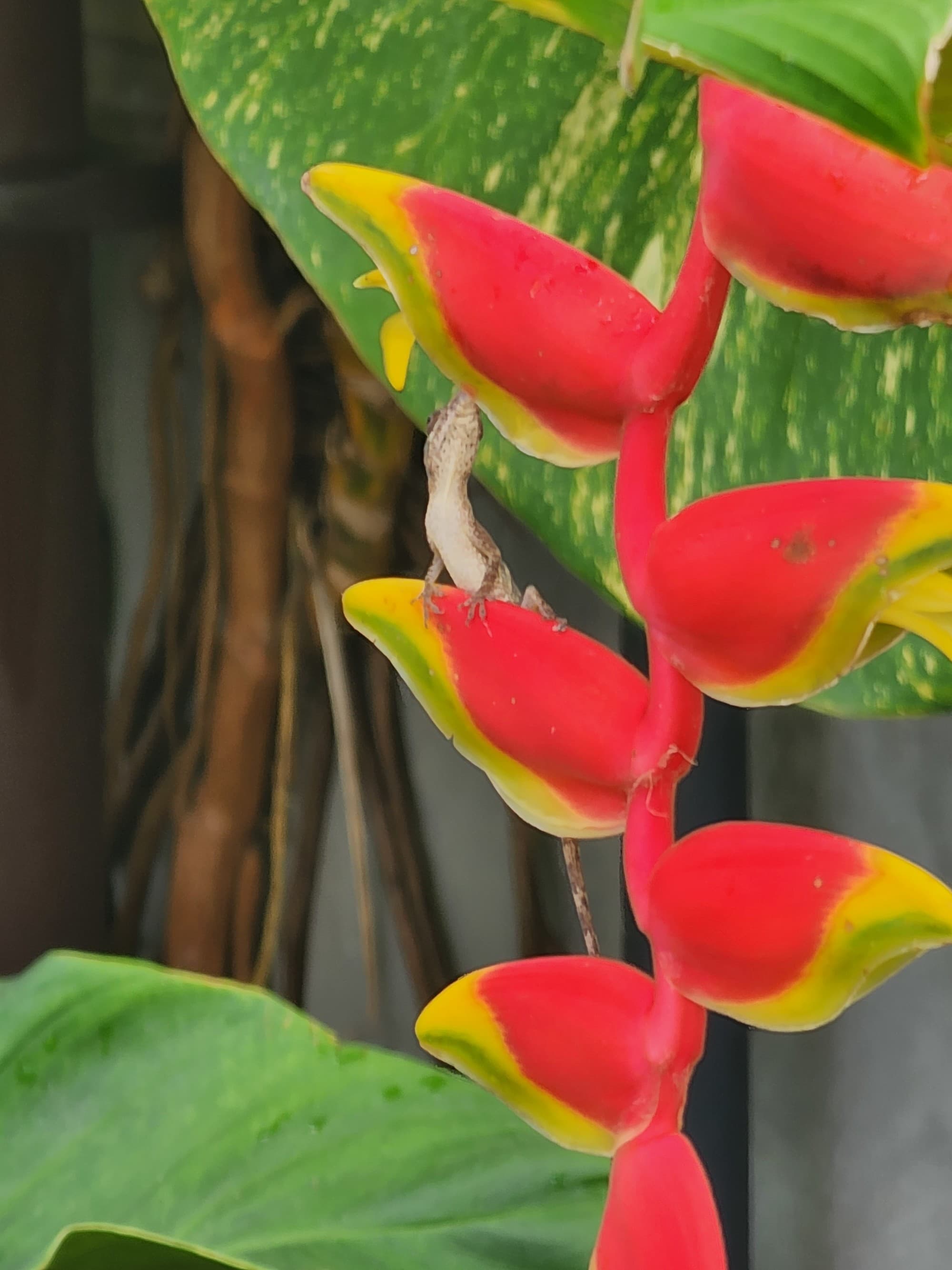 A gorgeous red and yellow flower with a tiny lizard sitting on top of one of the petals.