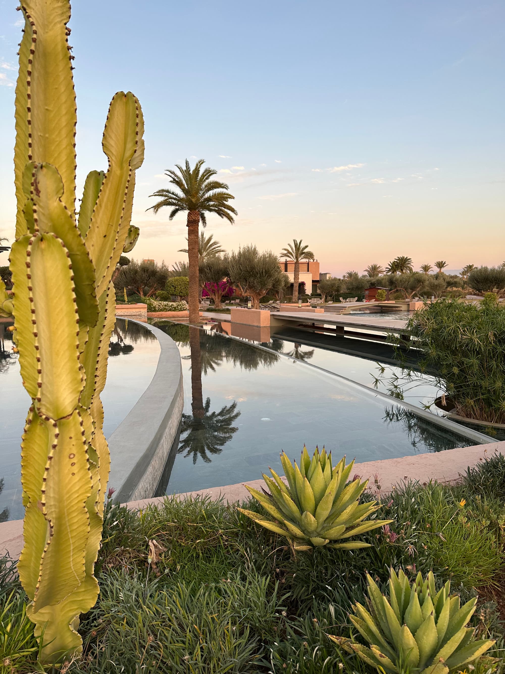 Cactus by a pool area during the daytime
