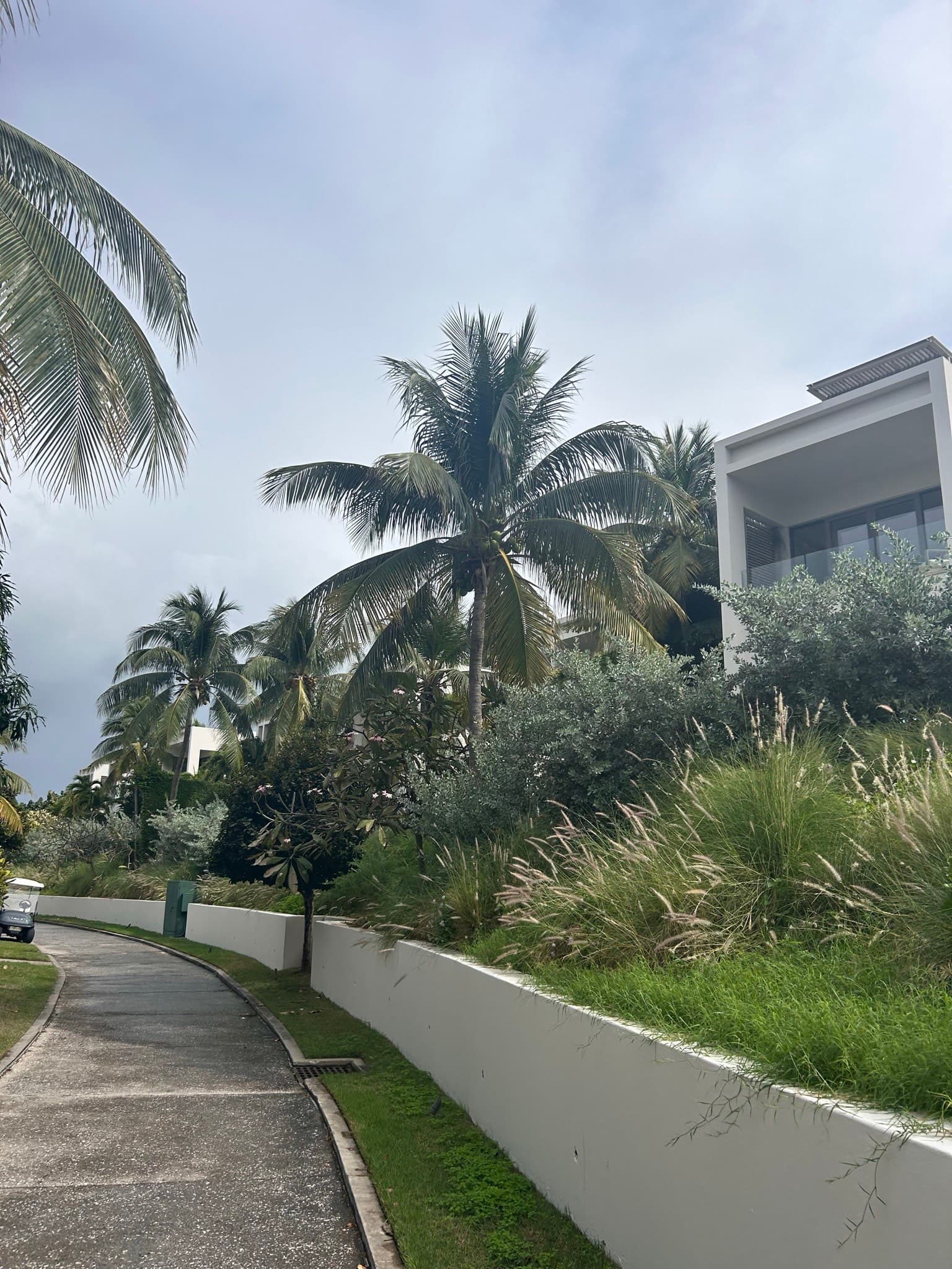 A stone pathway with a ledge surrounded by green shrubs and palm trees. There is also a slight view of a white building exterior and set of windows to the right of the image.