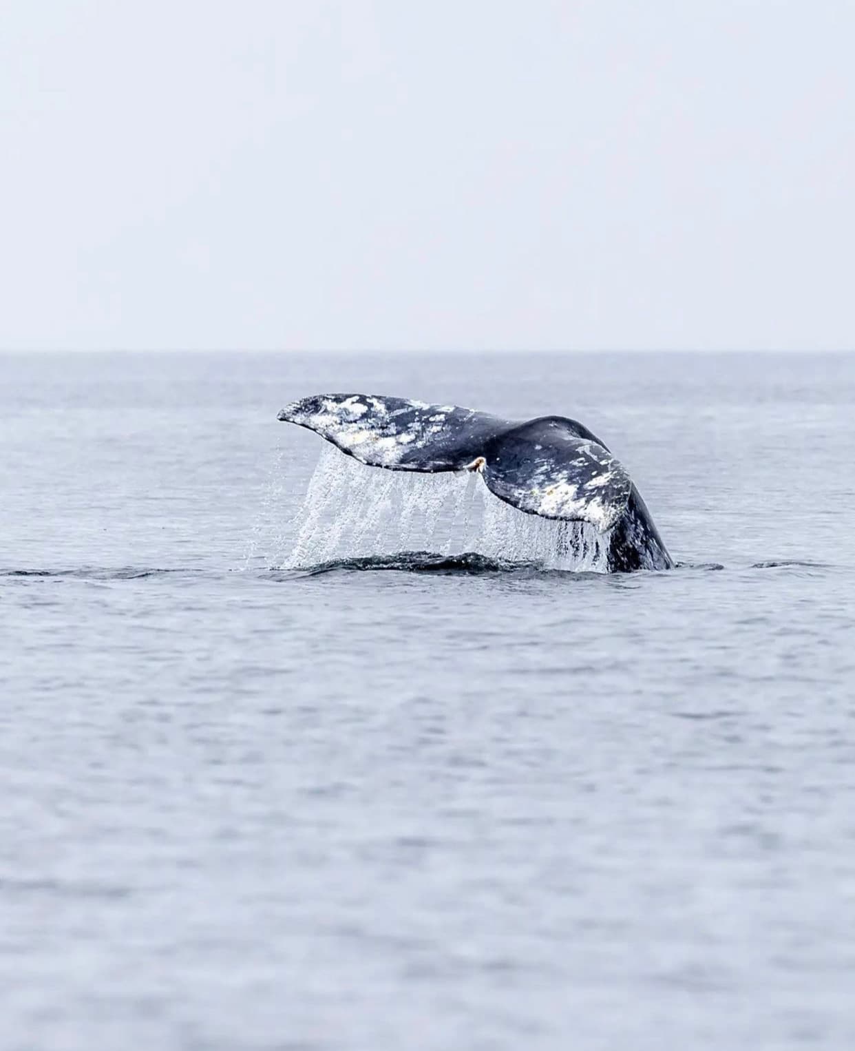 A whale tail splashing up and out of the water.