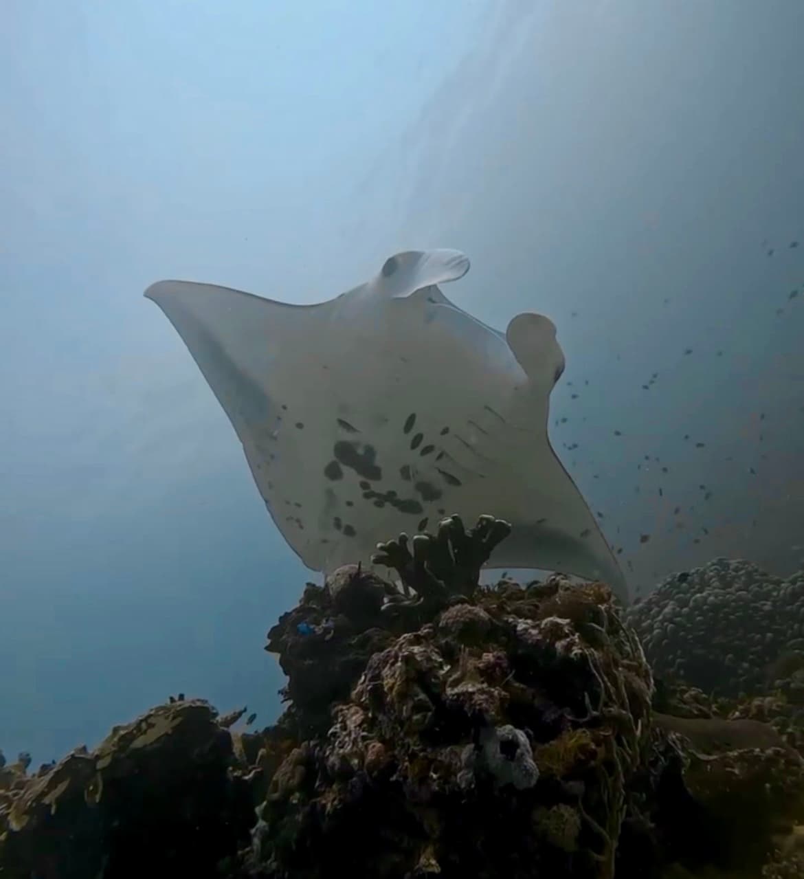 Stingray under water in the ocean.