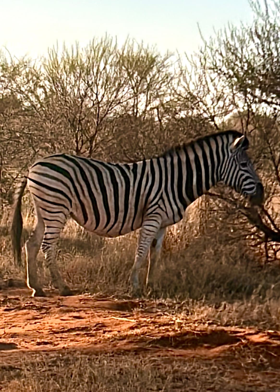 Zebra in safari