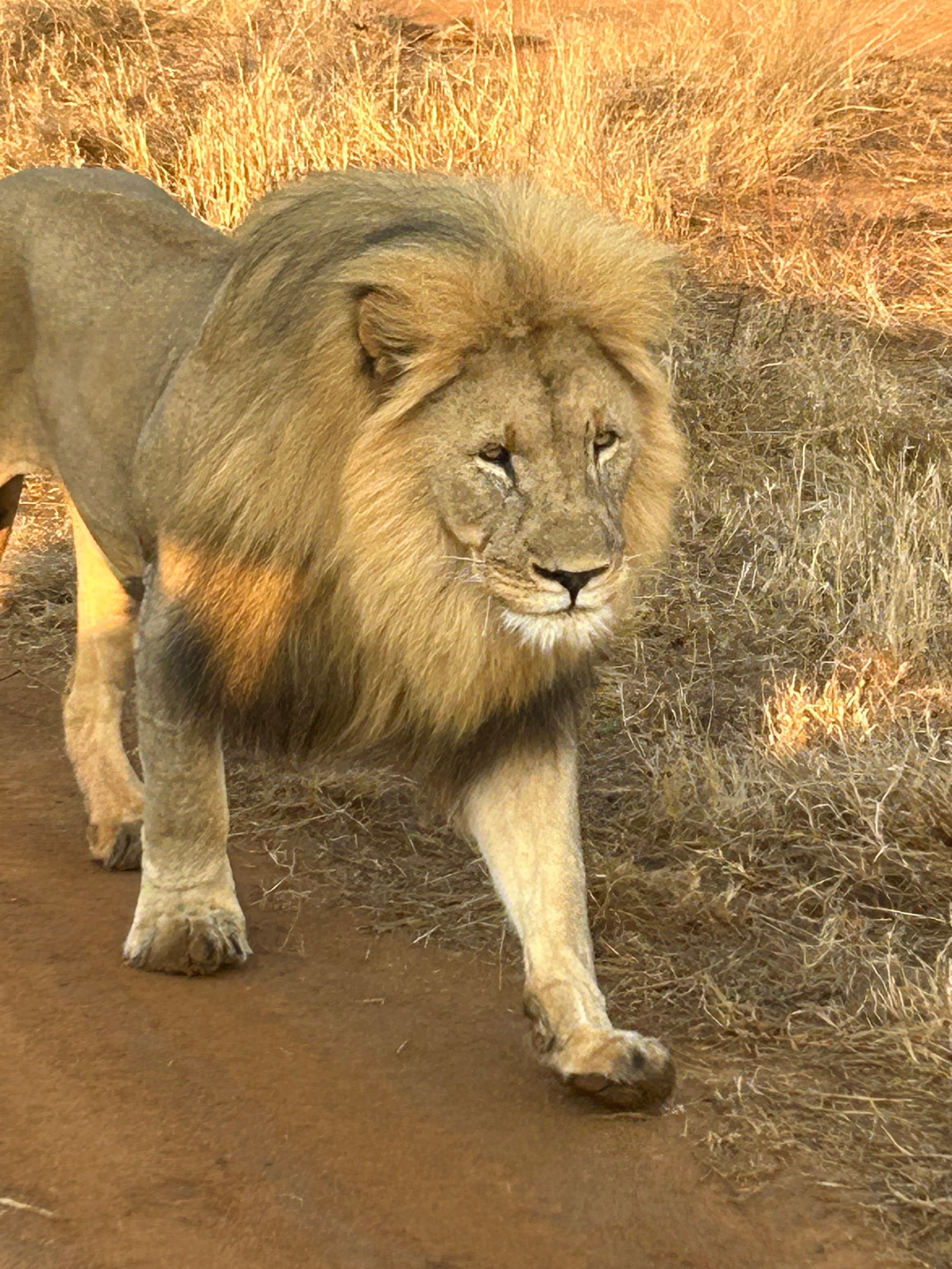 Lion walking