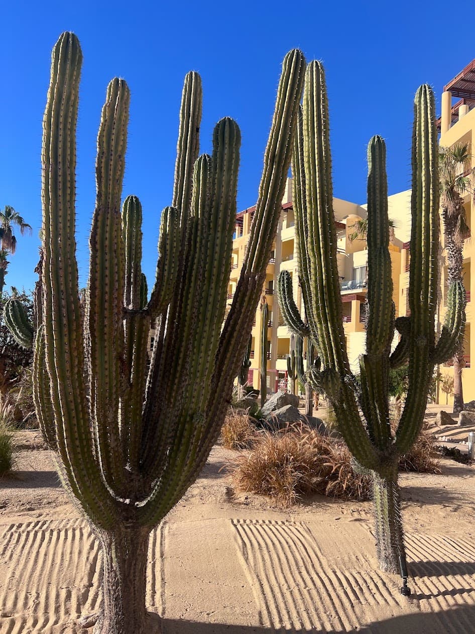 desert - Alexandra Duhl