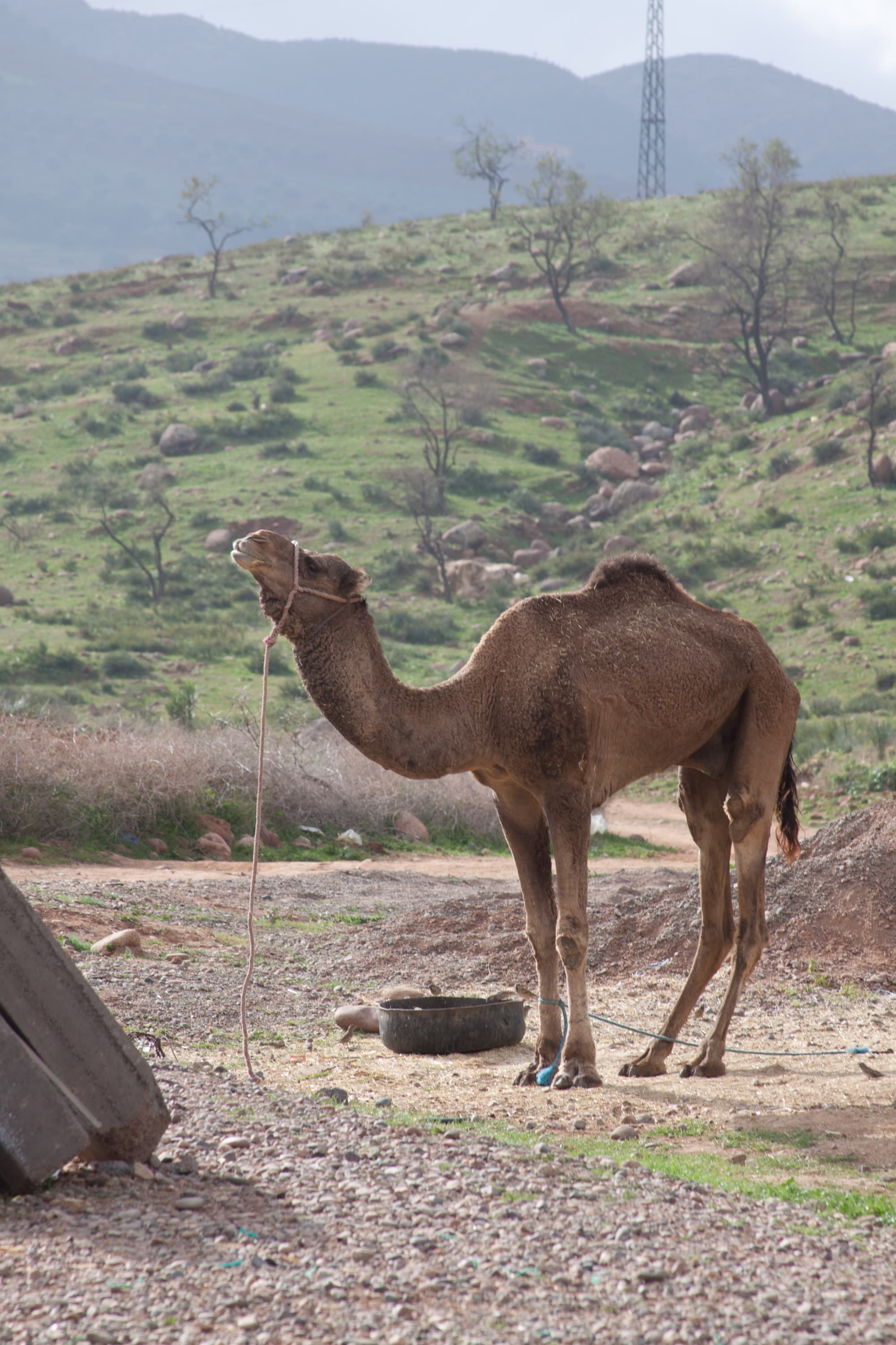 Camel in the valley