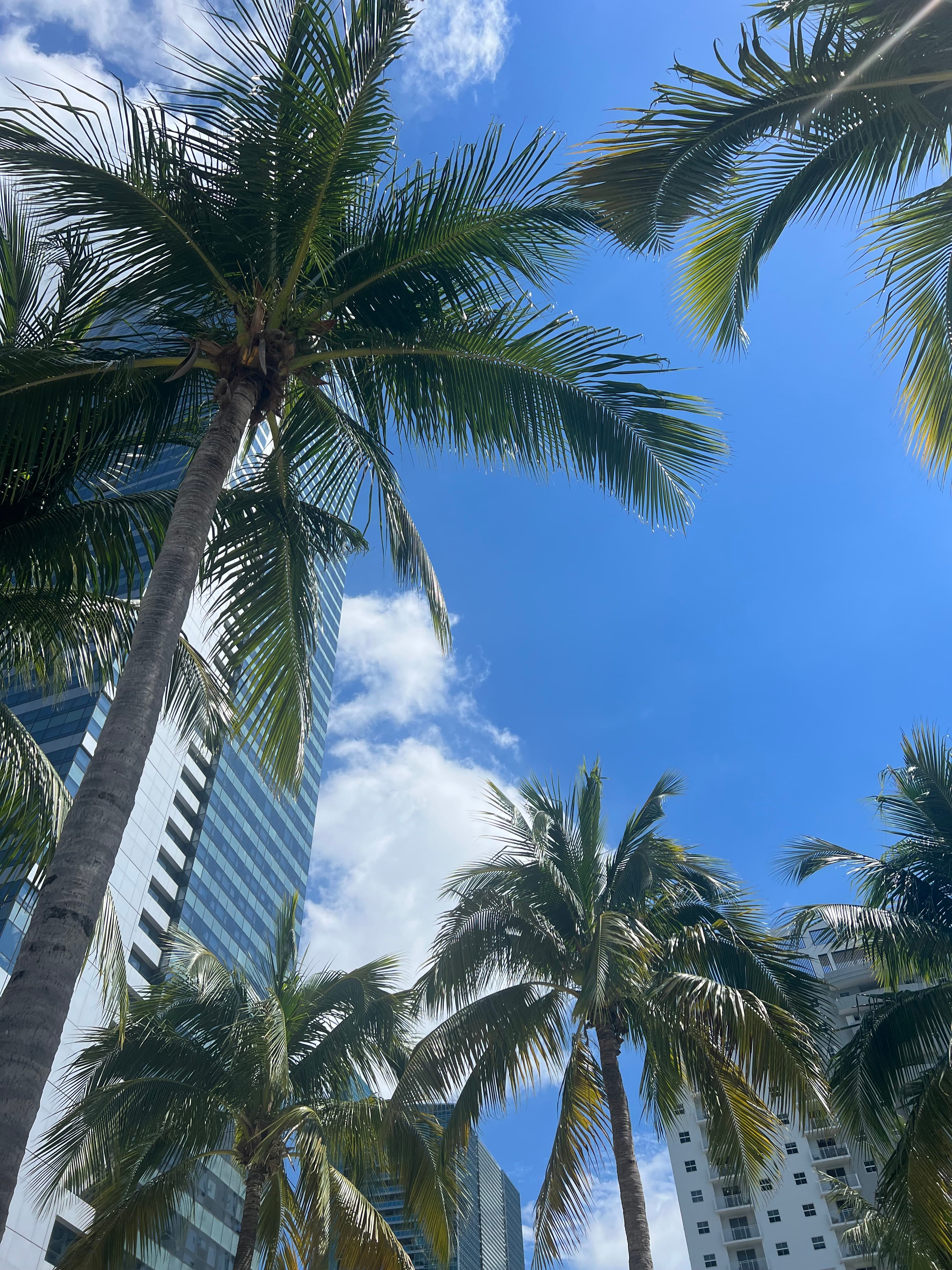 View of trees and sky