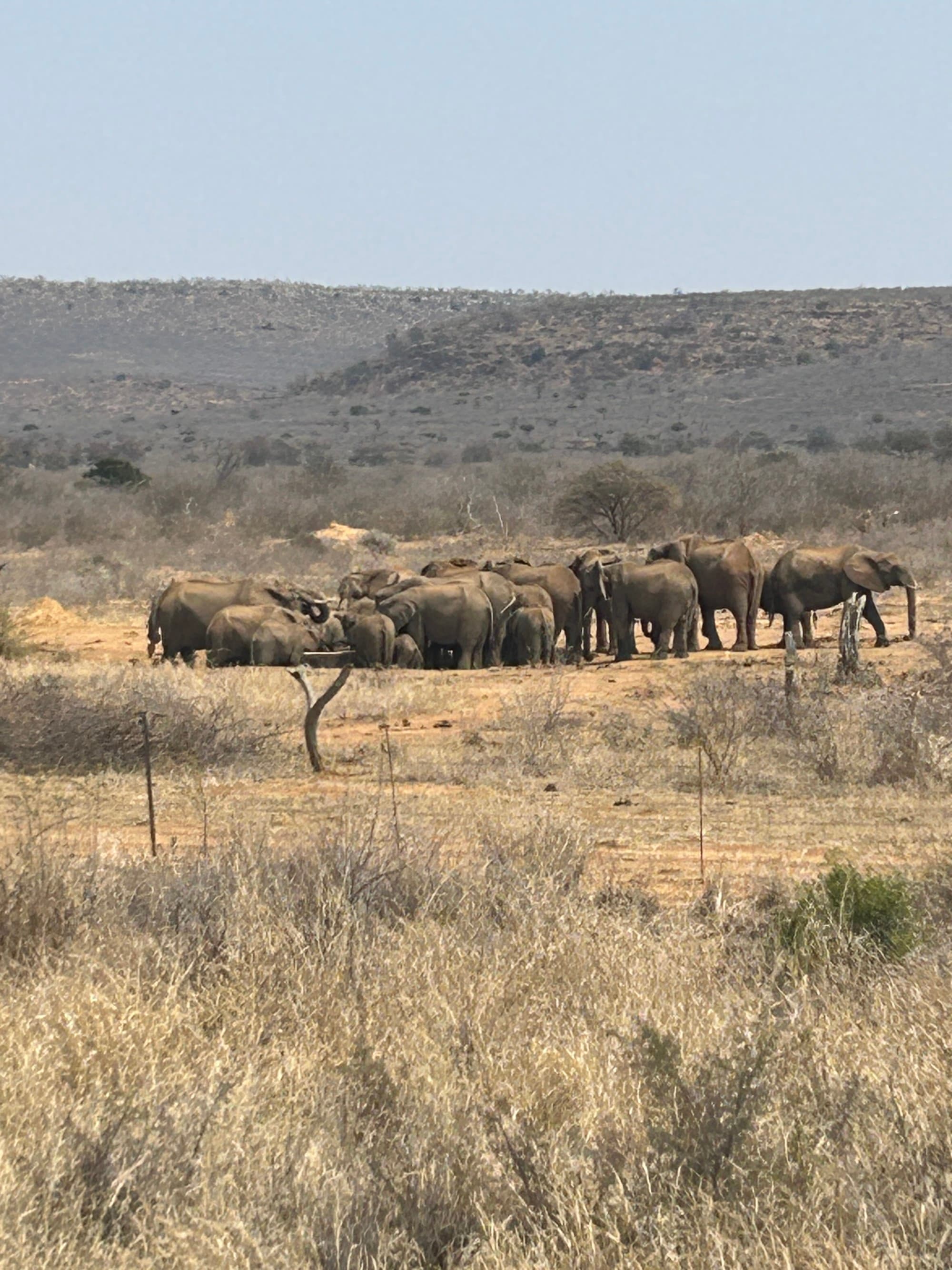 Elephants in safari