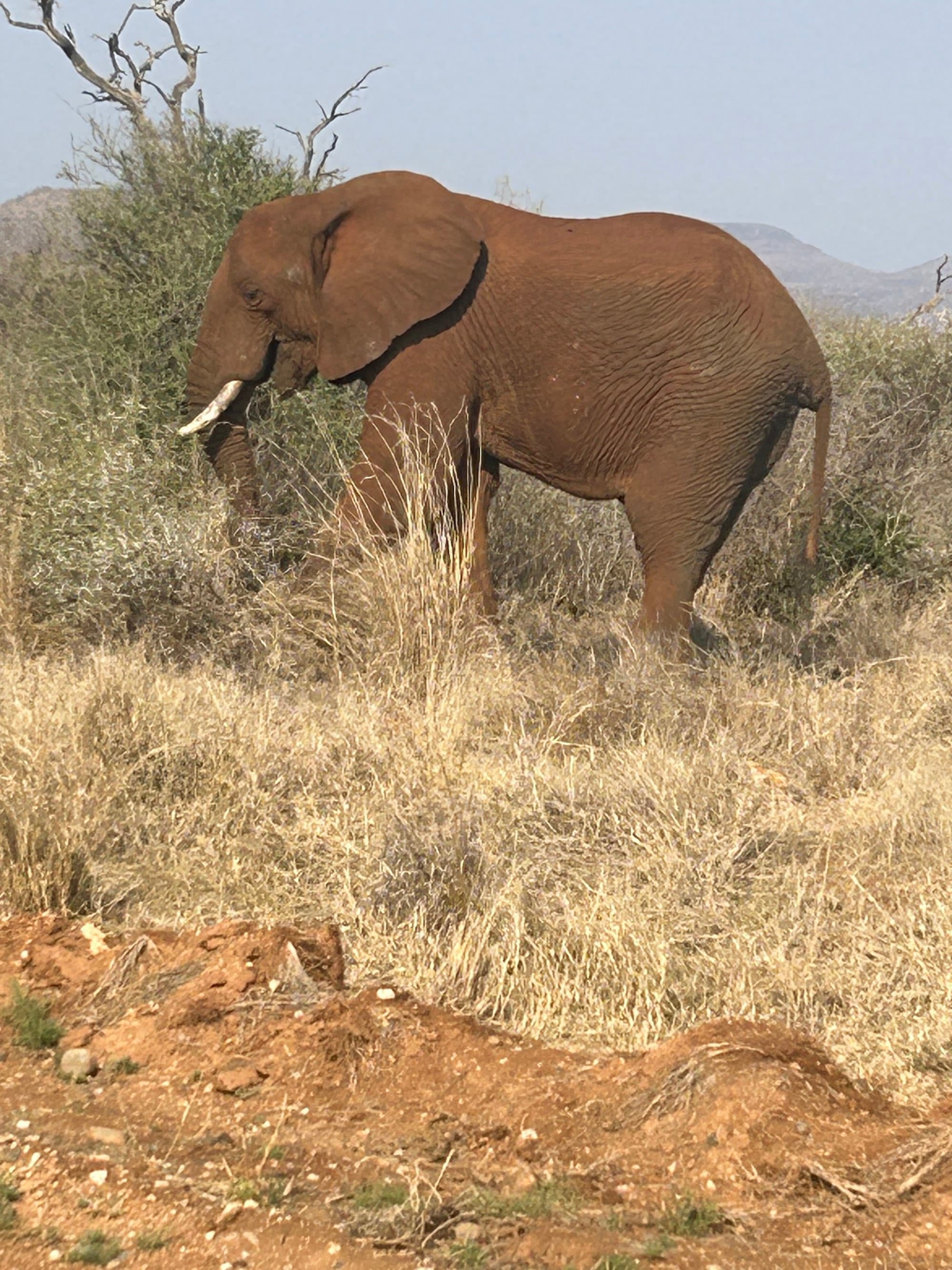 Elephant in safari