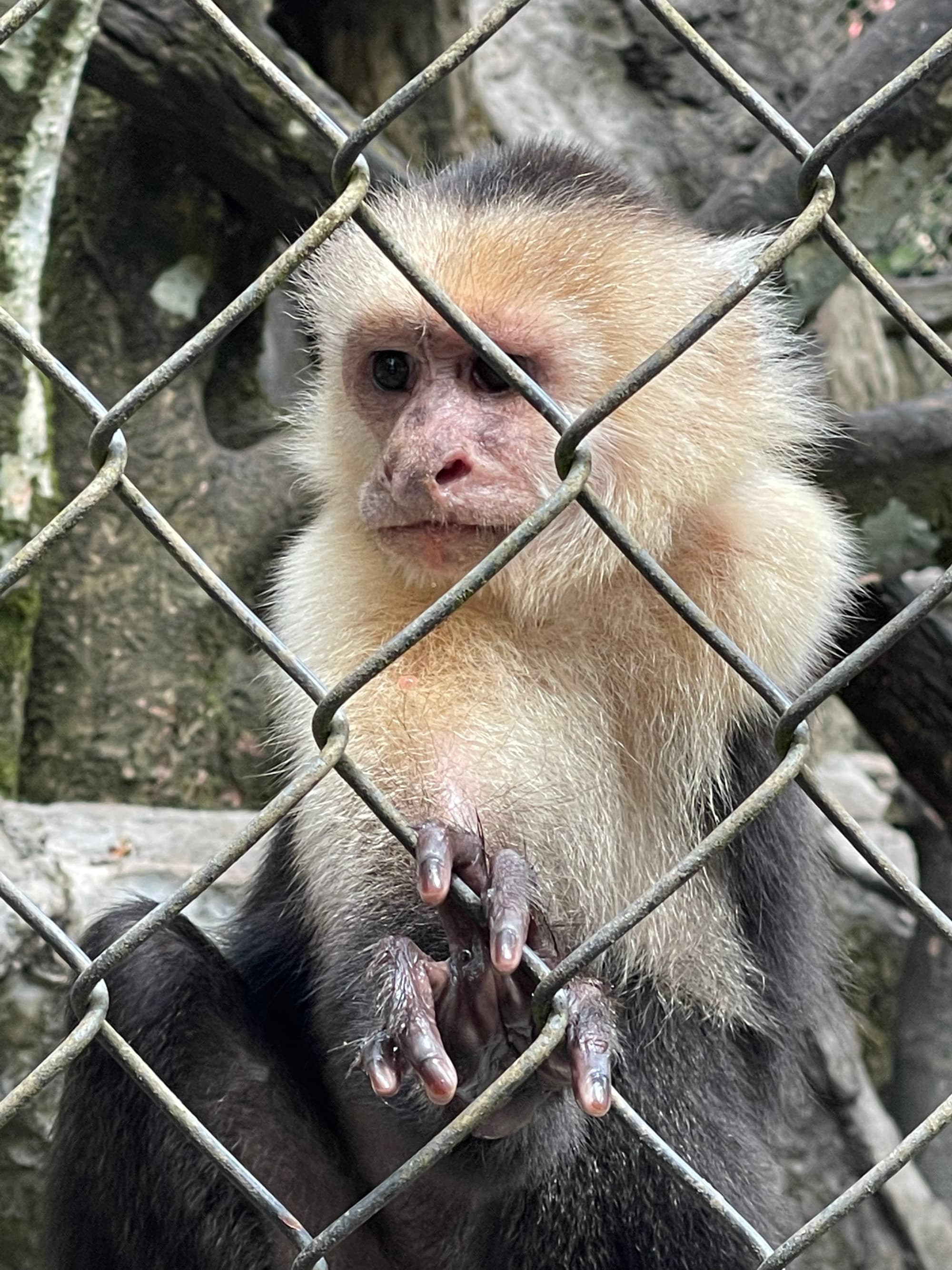 A monkey seen through a fence