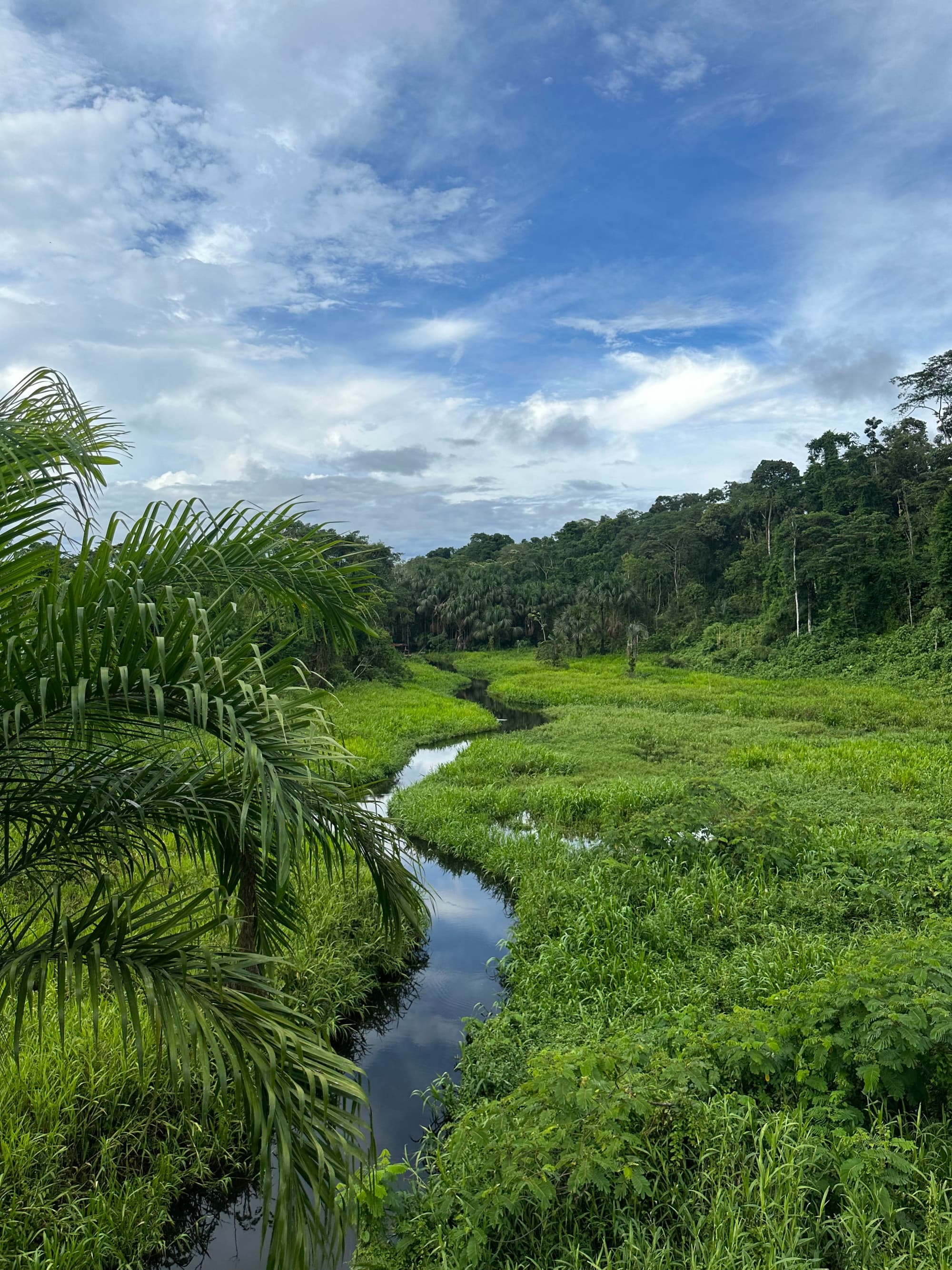 A stream of water through green land