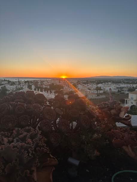 A beautiful sunset view over the resort and green trees.