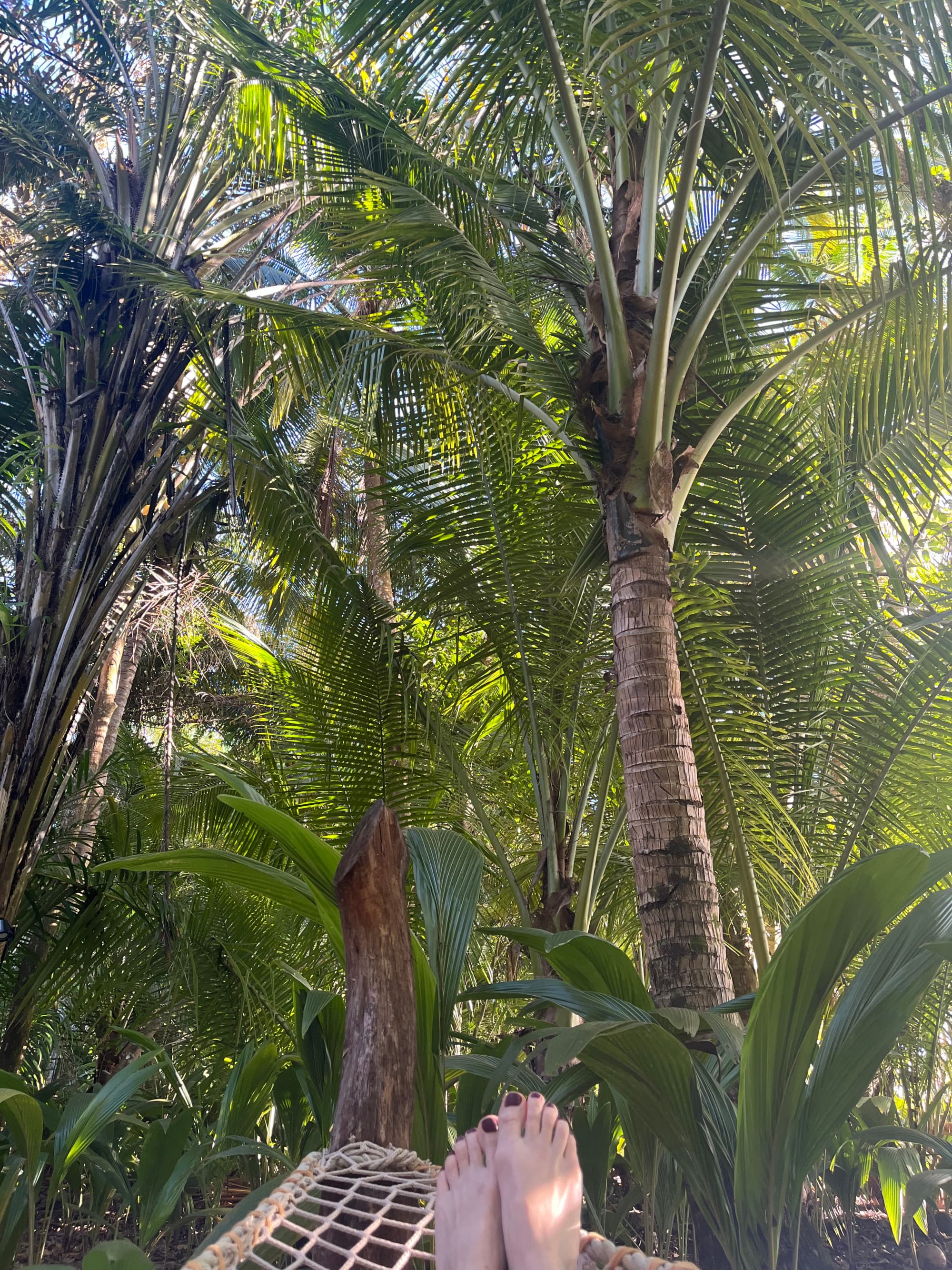 a view of the jungle from a hammock