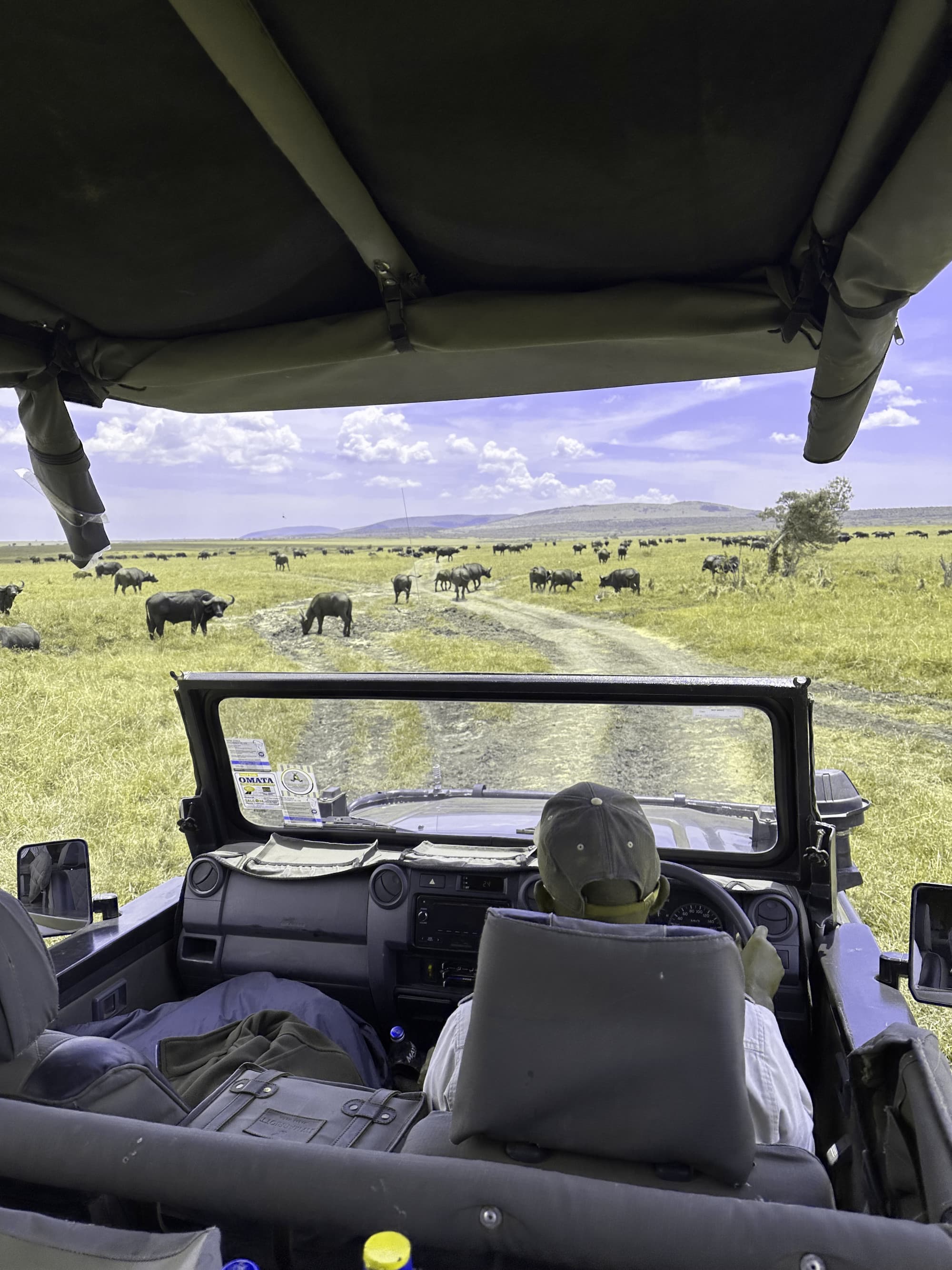 Driver on the safari