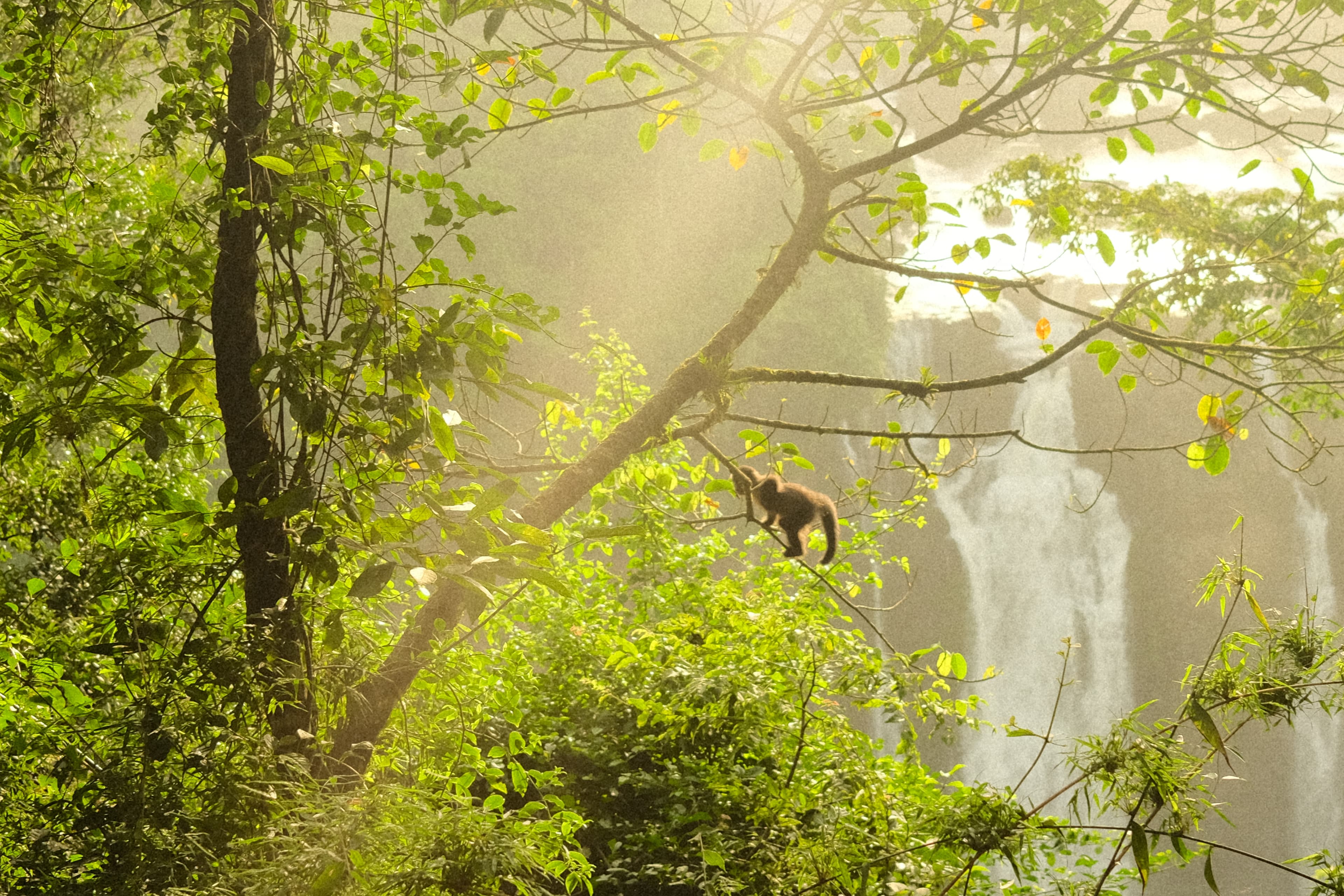 A picture of a jungle with a monkey on a tree and waterfall in the background.
