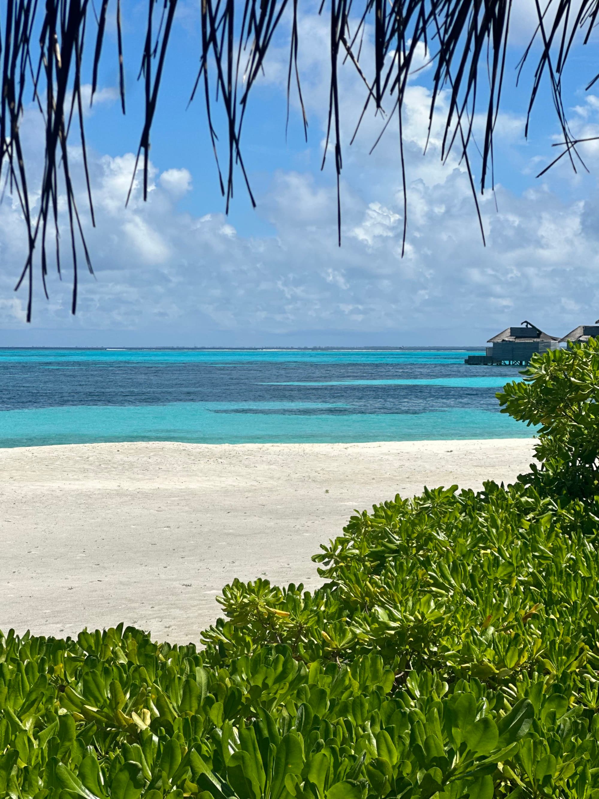 A view of green bushes in front of a sandy white beach and the bright blue water in the distance.