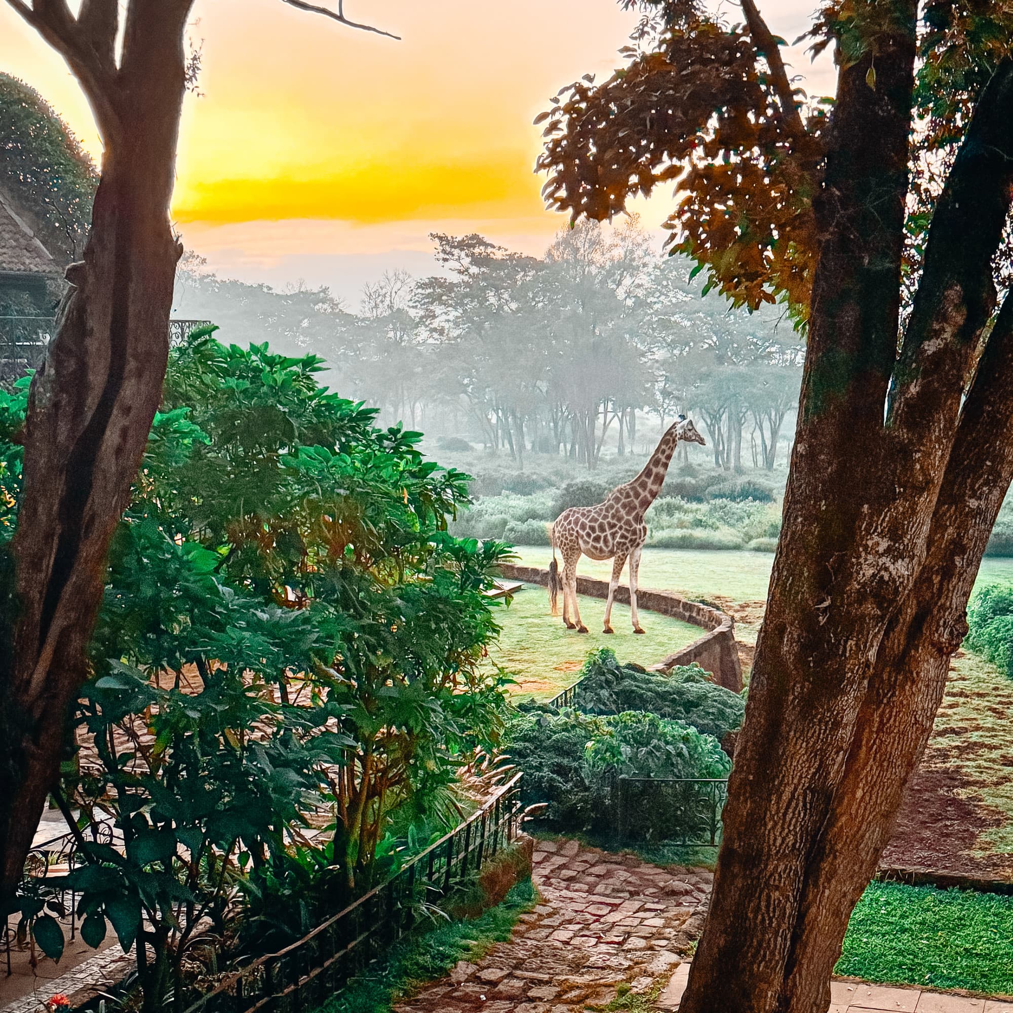 A giraffe surrounded by trees, plants and a golden sunset.