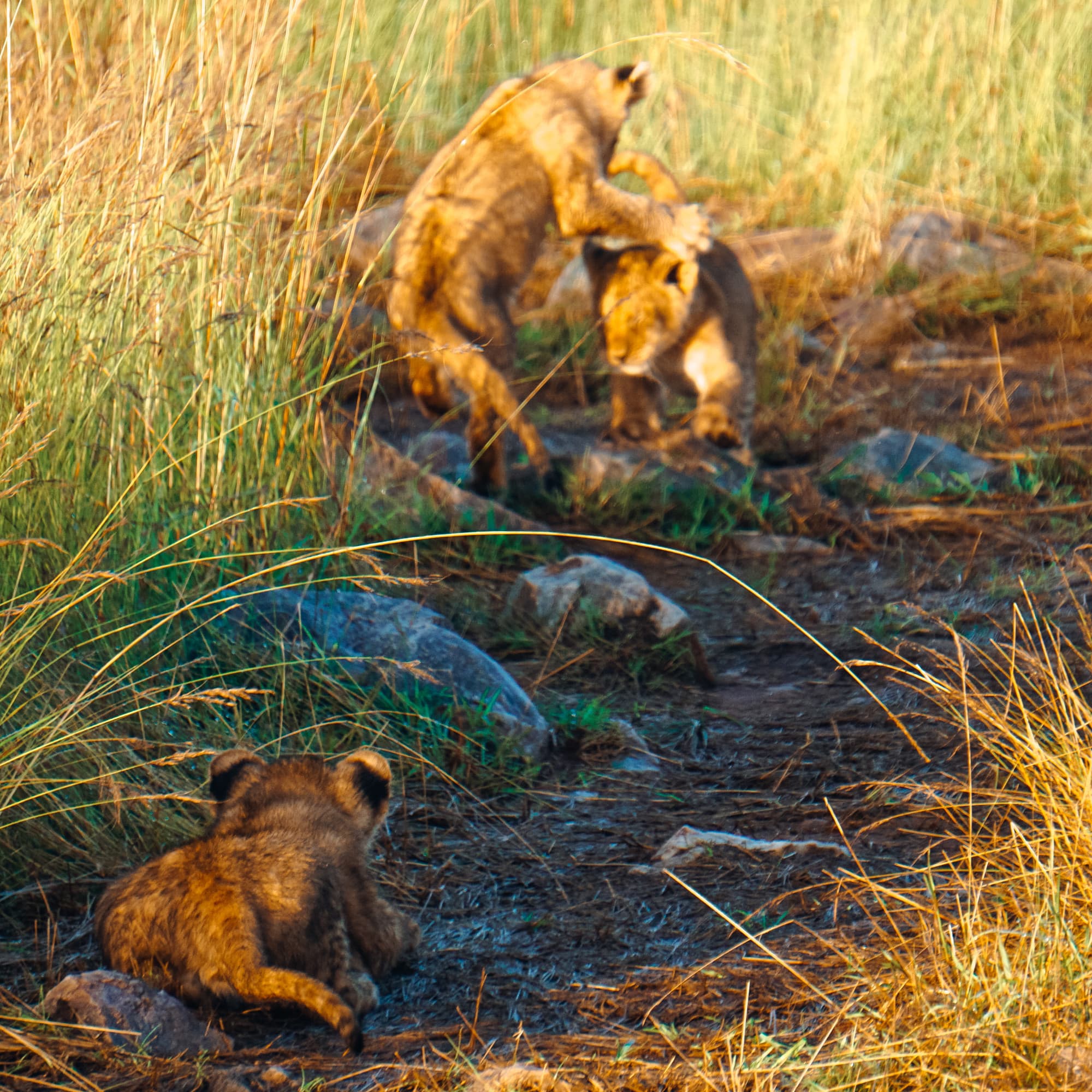 Lions playing in the wild surrounded by wild grass and dirt.