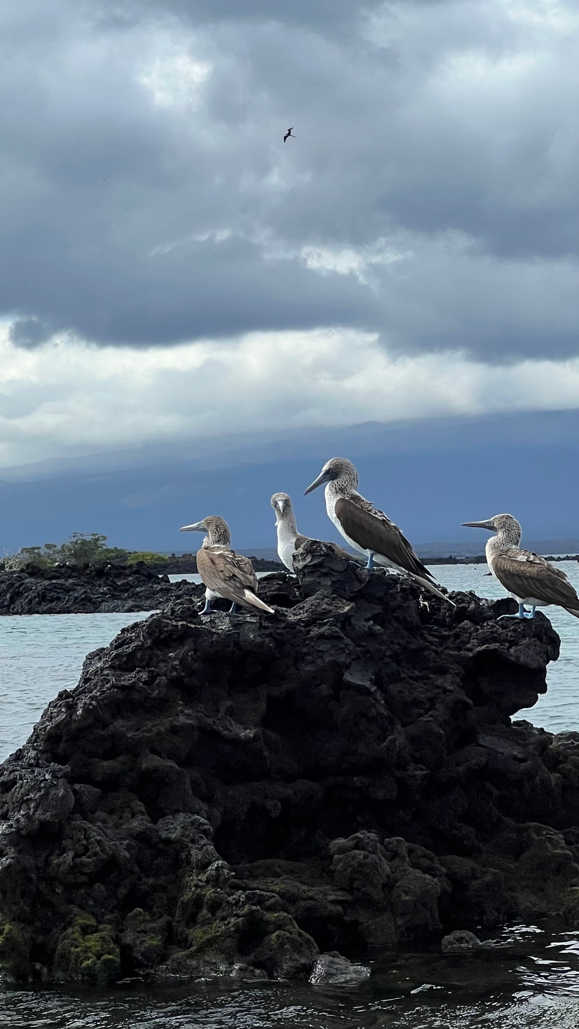 Blue-Footed Boobies sitting on a rock near the water
