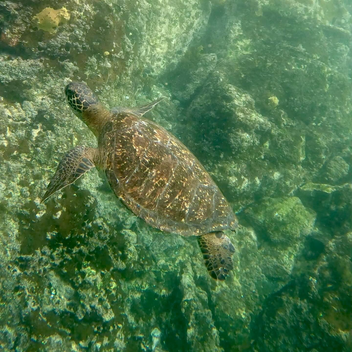 sea turtle swimming underwater.