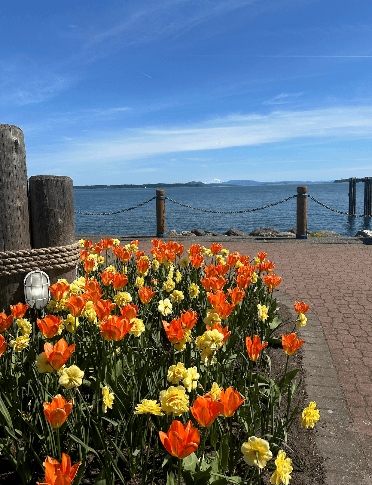 Orange and yellow flowers in a planter bed by the sea side