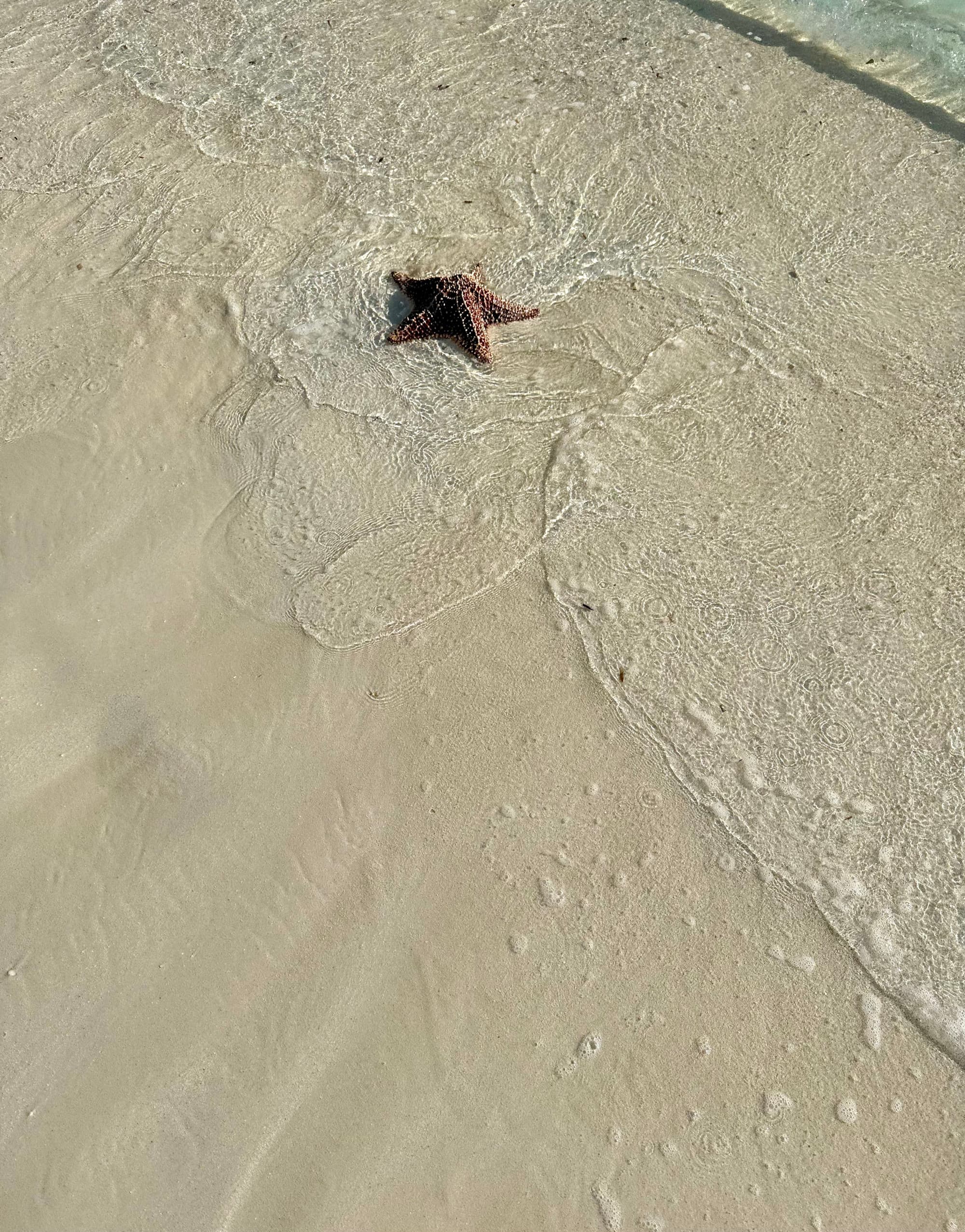 An indigenous starfish basking in the sun and relaxing in the refreshing water on the cool sand.