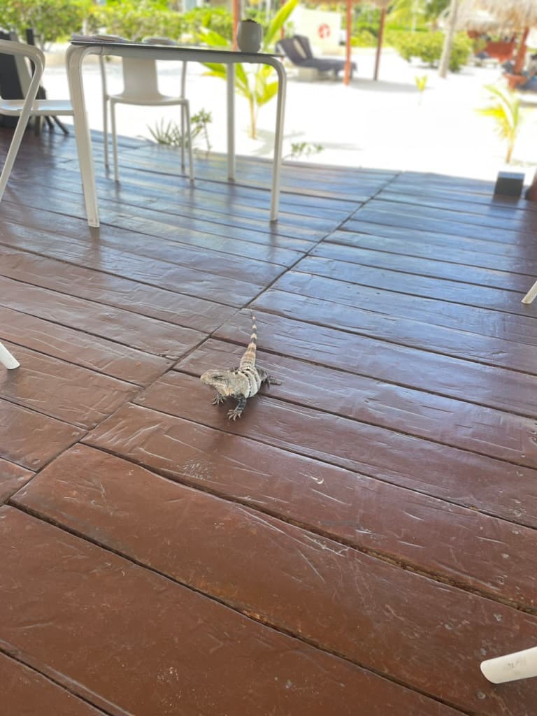 Iguana on a patio