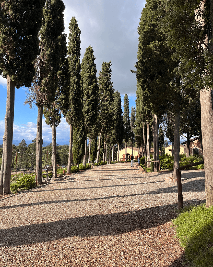 A wide, gravel pathway between tall trees on a sunny day.