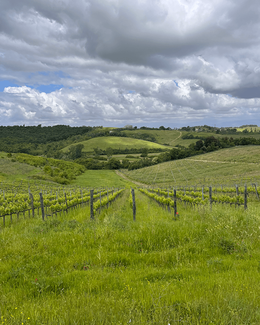 The villa's grape vineyards descending down a hill on a somewhat cloudy day.