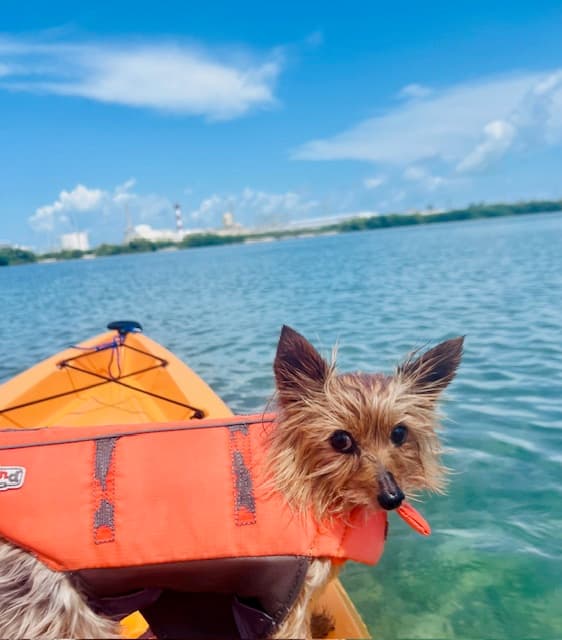 A small dog in a life vest on a kayak in the water